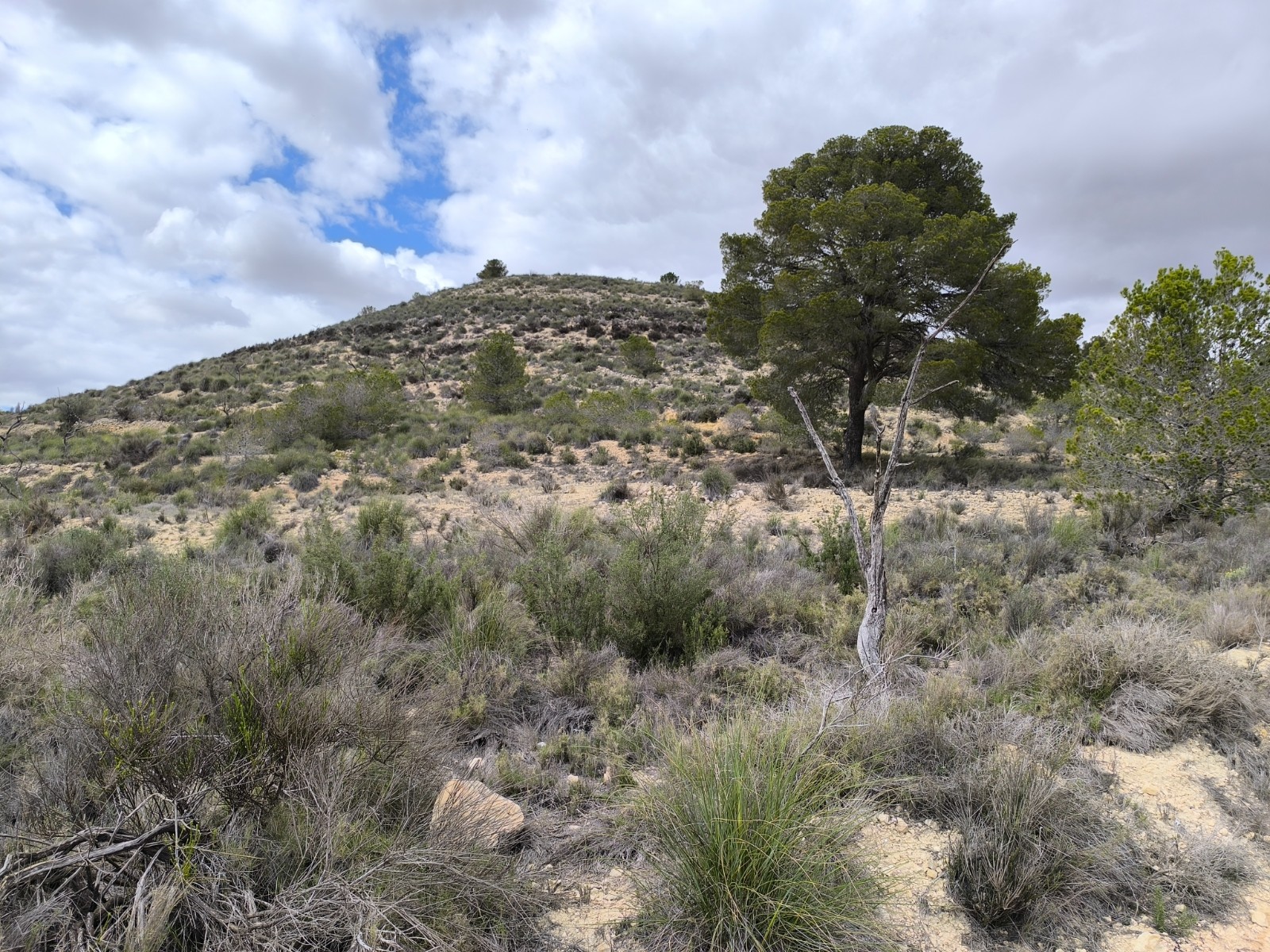 Lovely plot located approximately 5 minutes from the town of Pinoso offering beautiful views over th