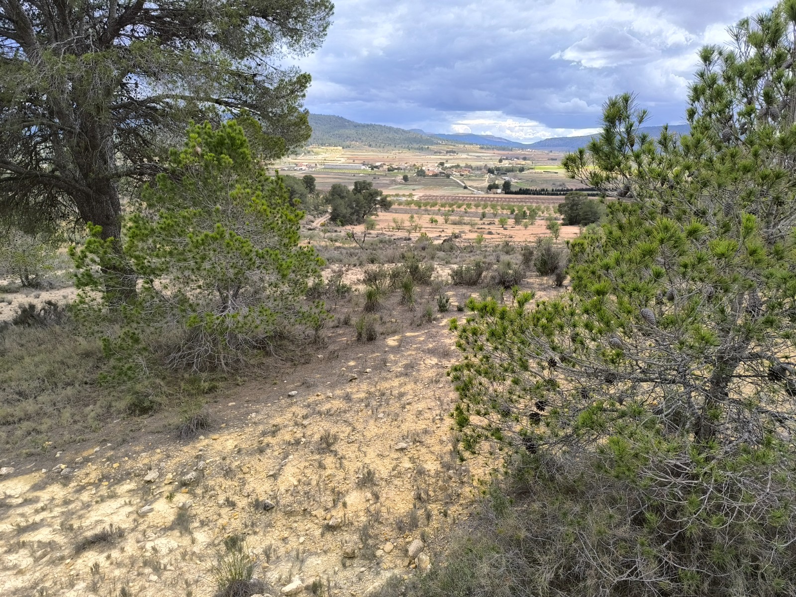 Garden in land for sale in Pinoso