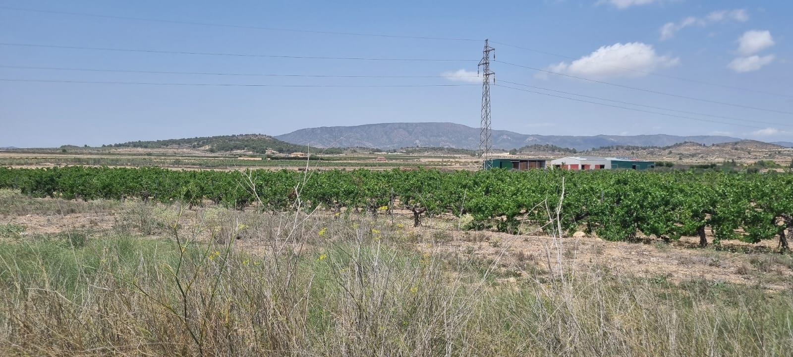 Terrace in land for sale in Pinoso