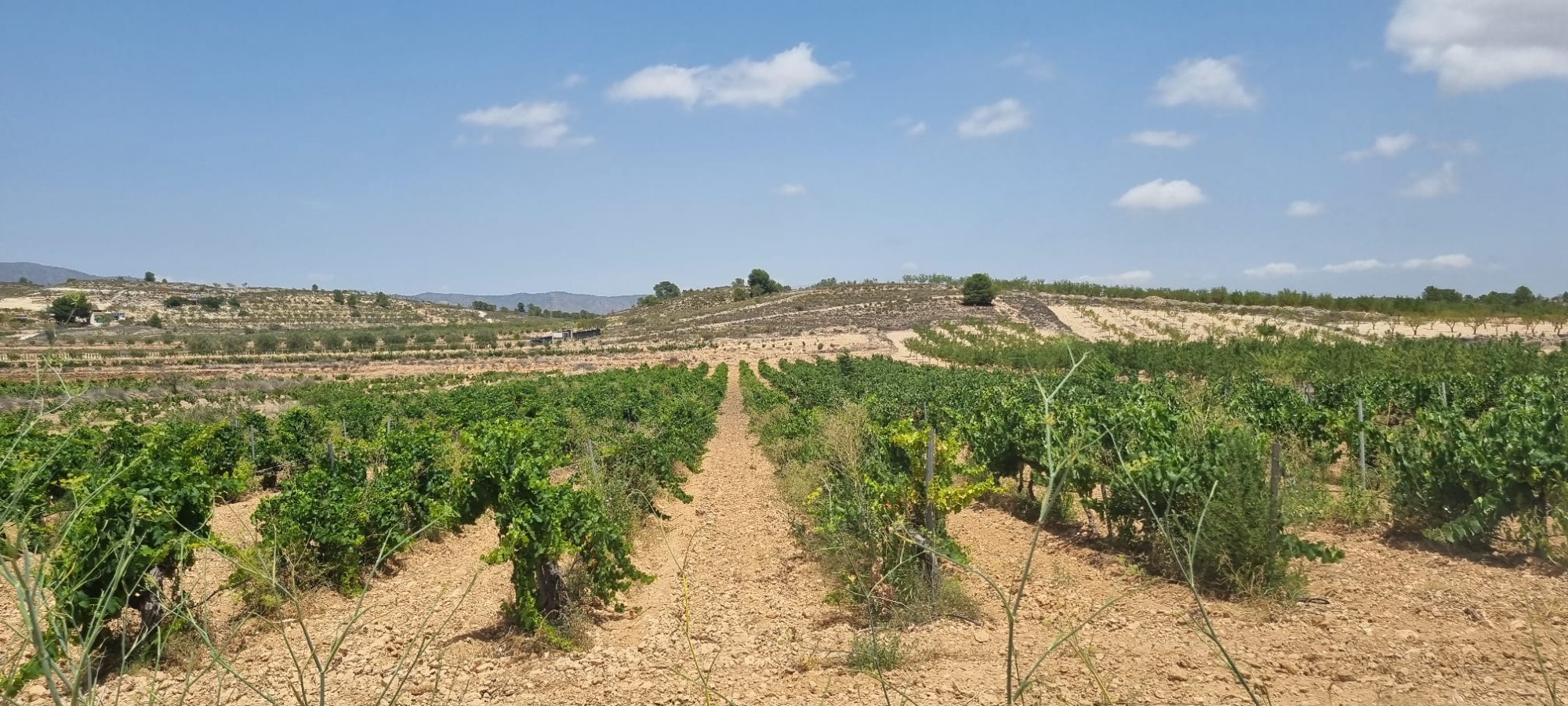 Lovely plot located approximately 5 minutes from the town of Pinoso offering beautiful views over th