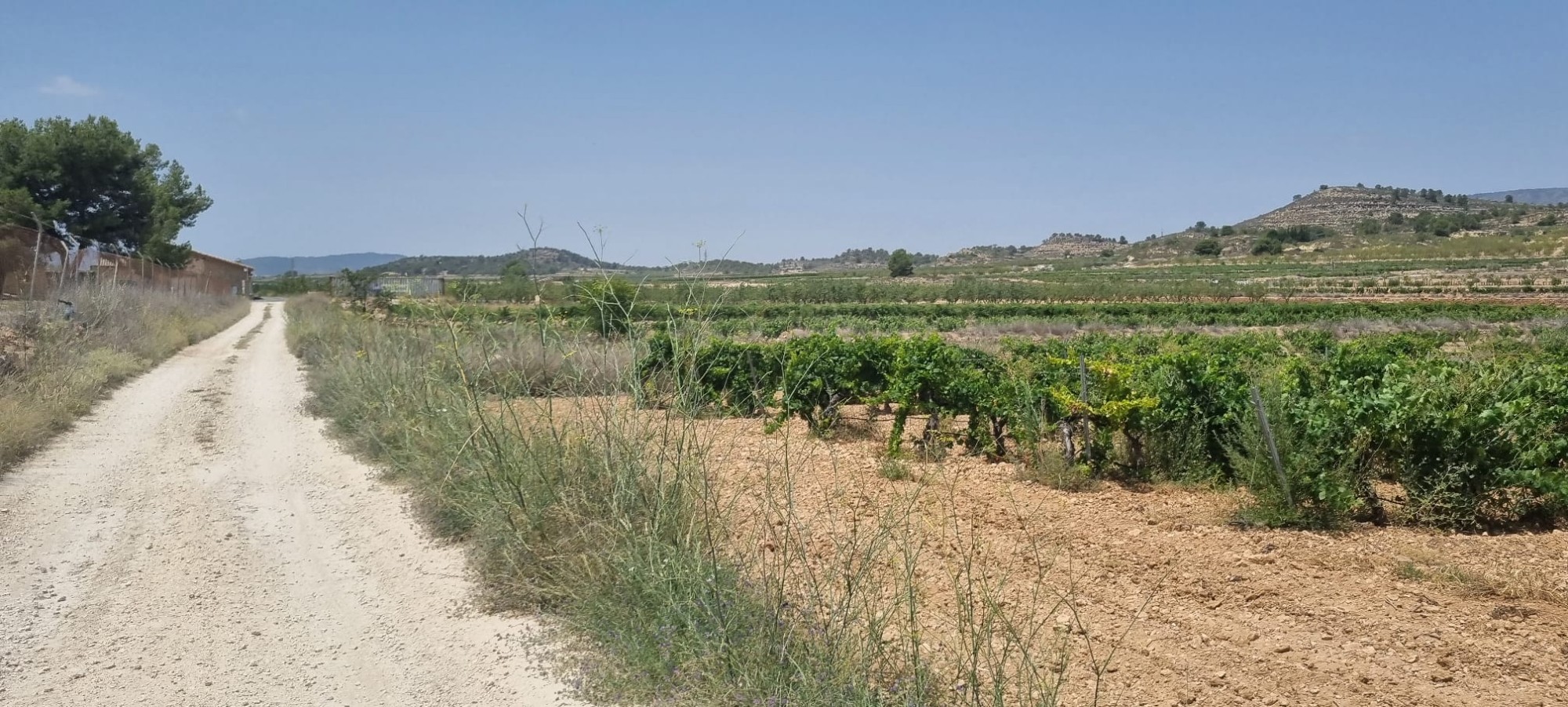 Lovely plot located approximately 5 minutes from the town of Pinoso offering beautiful views over th