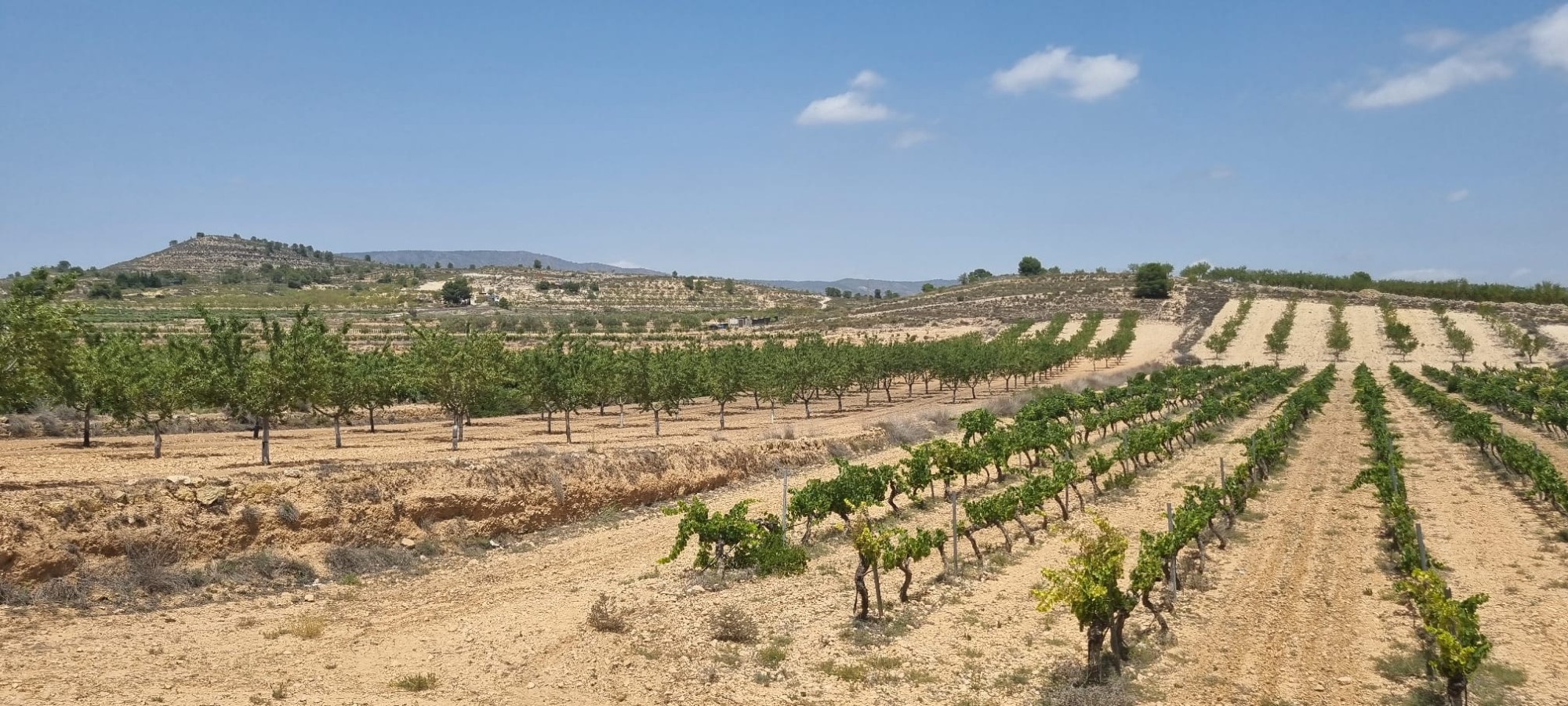 Lovely plot located approximately 5 minutes from the town of Pinoso offering beautiful views over th
