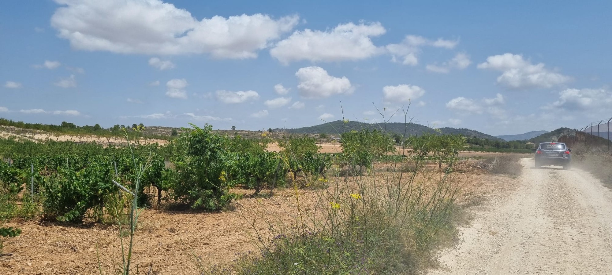 Garden in land for sale in Pinoso