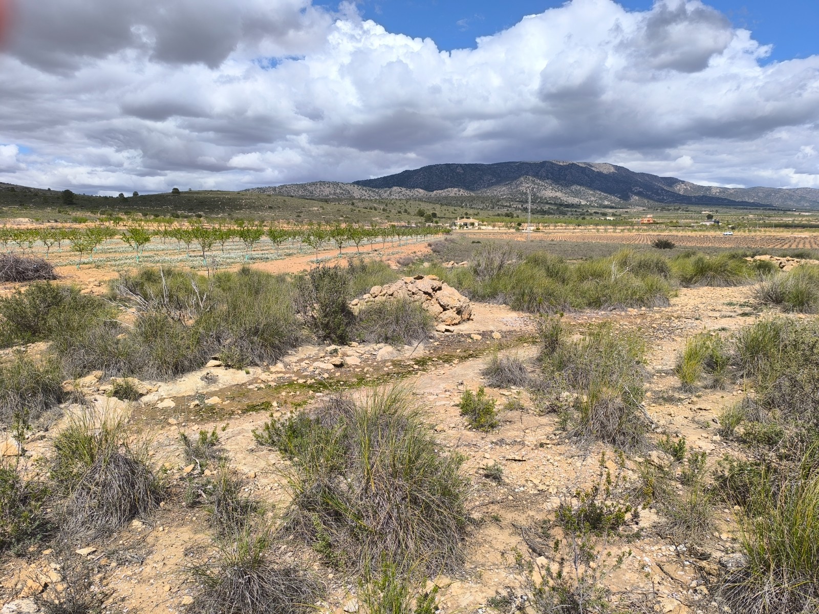 Garden in land for sale in Pinoso