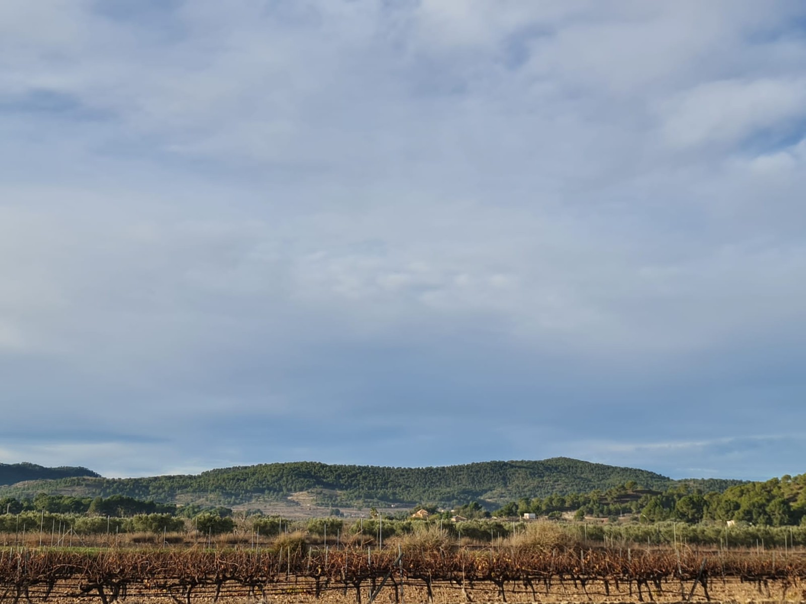 Exterior view in land for sale in Monóvar/Monóver