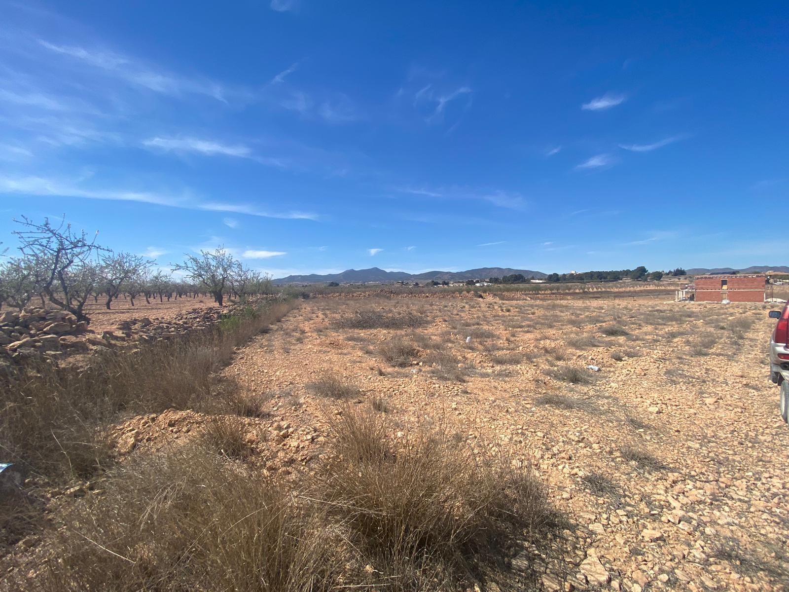 Garden in land for sale in Pinoso