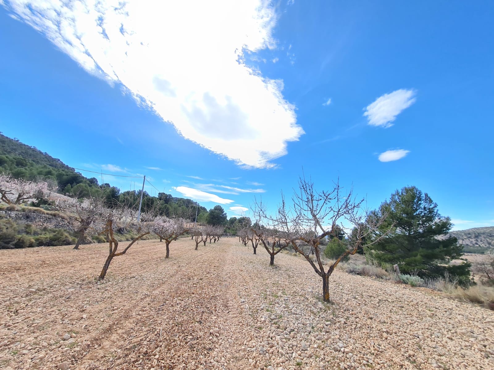 Kitchen in land for sale in Pinoso
