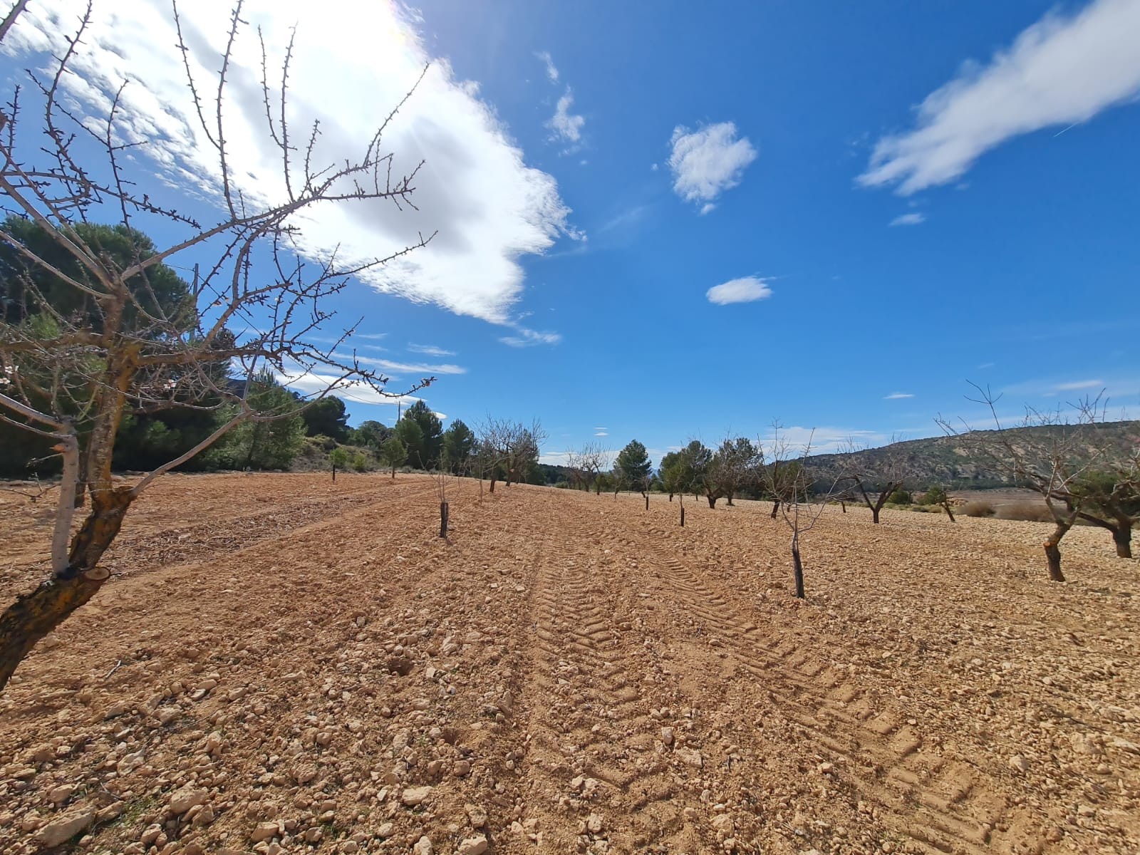 Master bedroom in land for sale in Pinoso