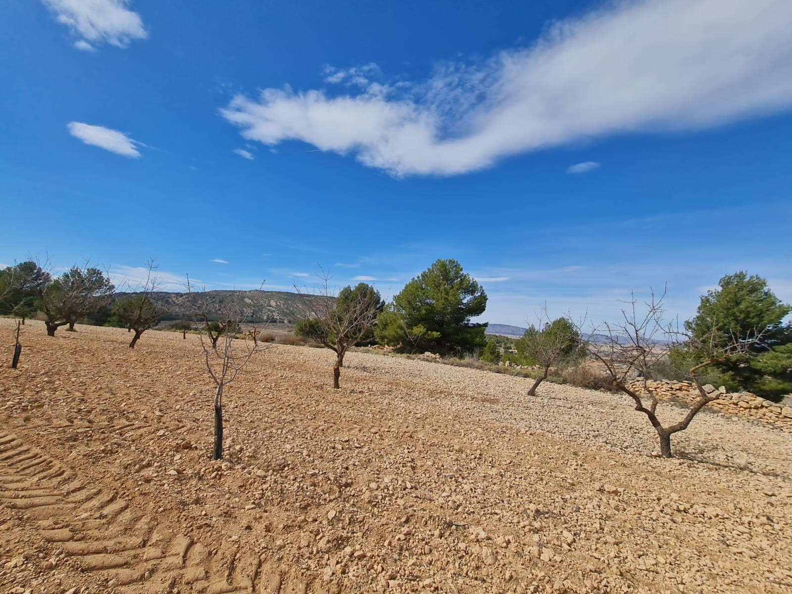 Bathroom in land for sale in Pinoso