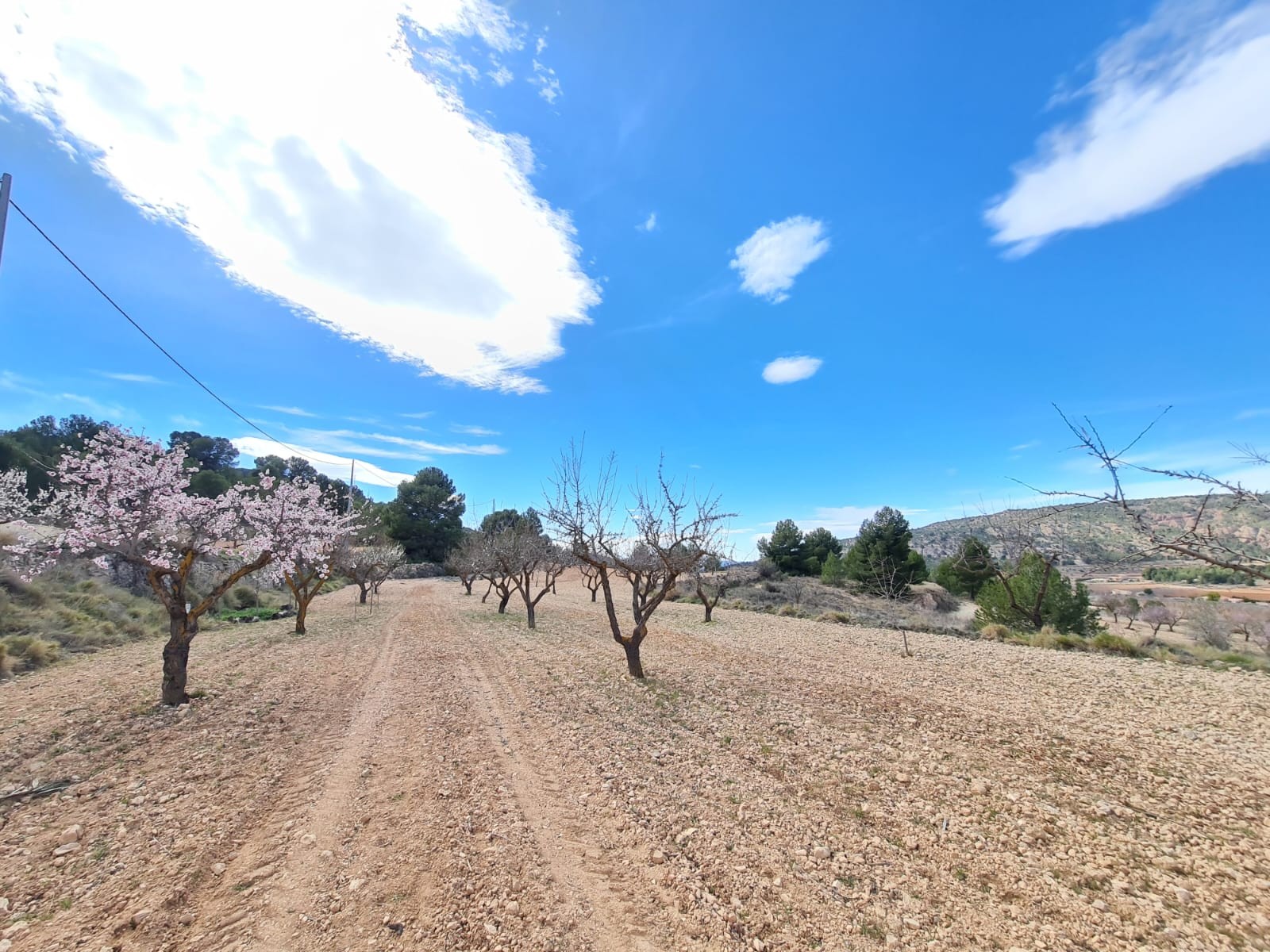 Terrace in land for sale in Pinoso