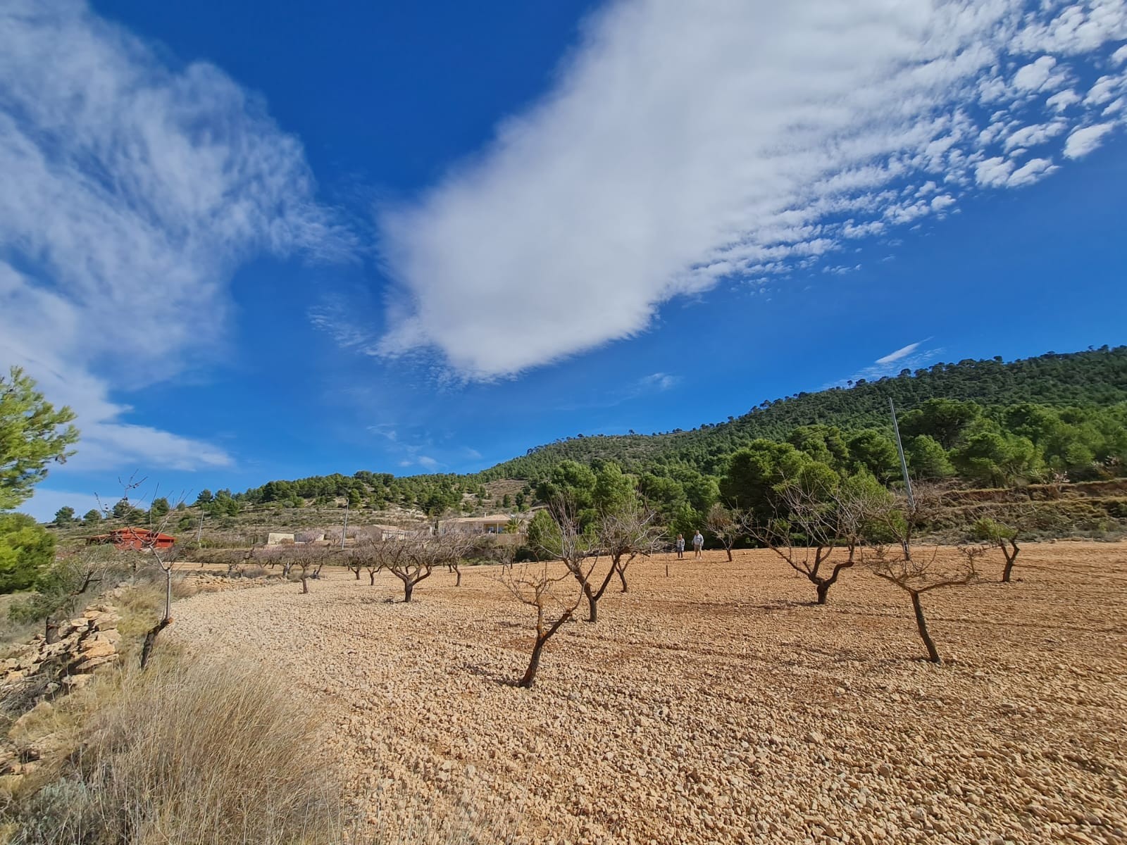 Garden in land for sale in Pinoso