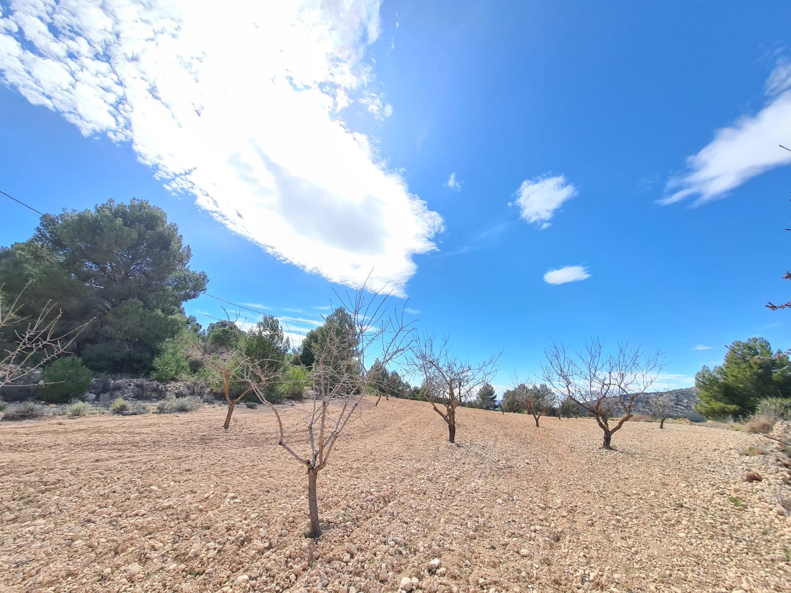 Pool area in land for sale in Pinoso