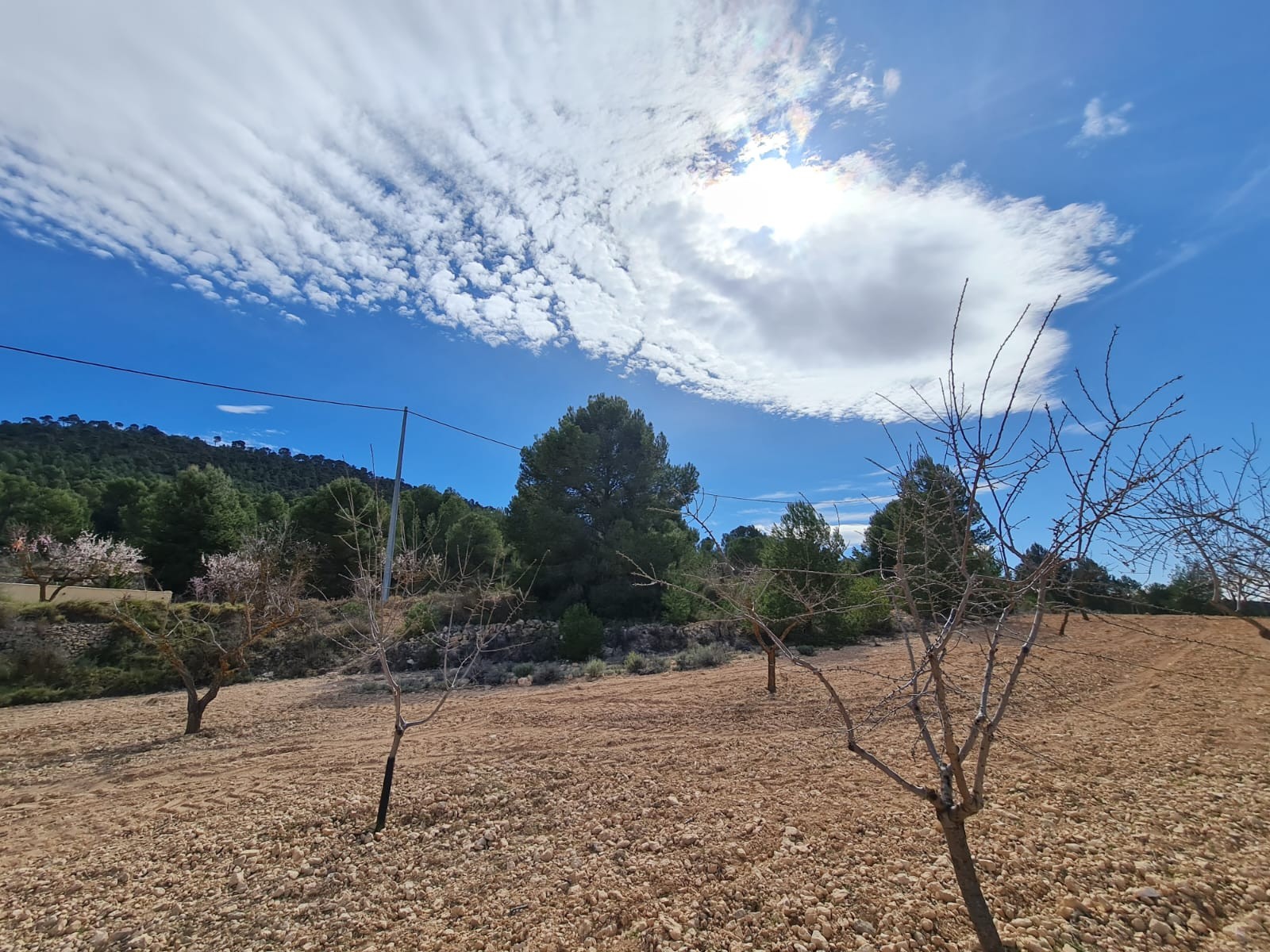 Garden in land for sale in Pinoso