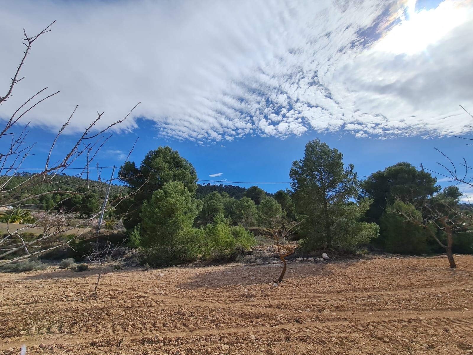 Bedroom in land for sale in Pinoso