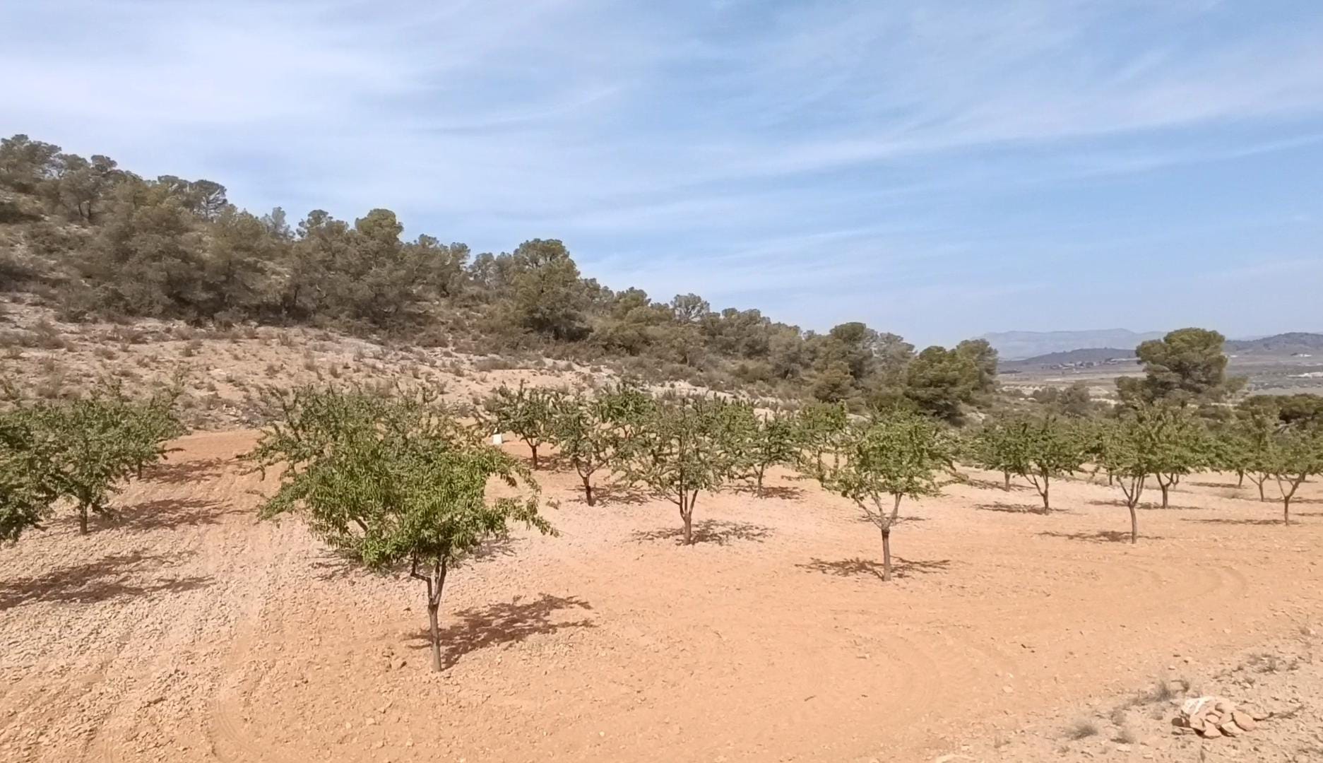 Terrace in land for sale in Abanilla