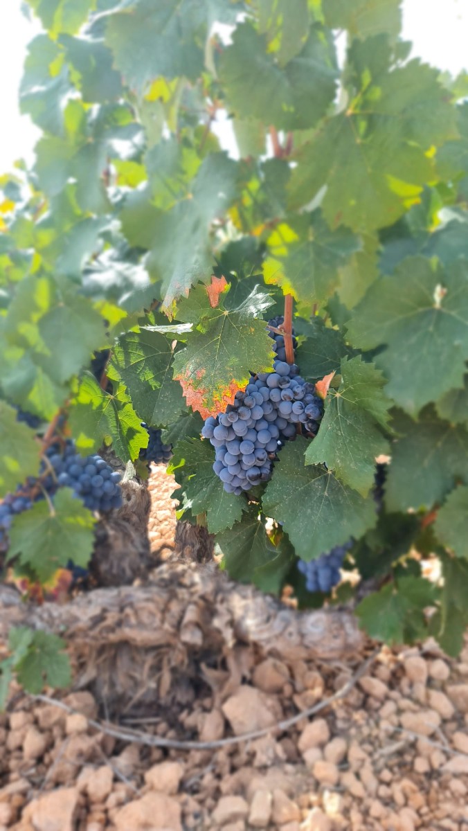 Monastrell winnica 2 ha w Abanilla – działka