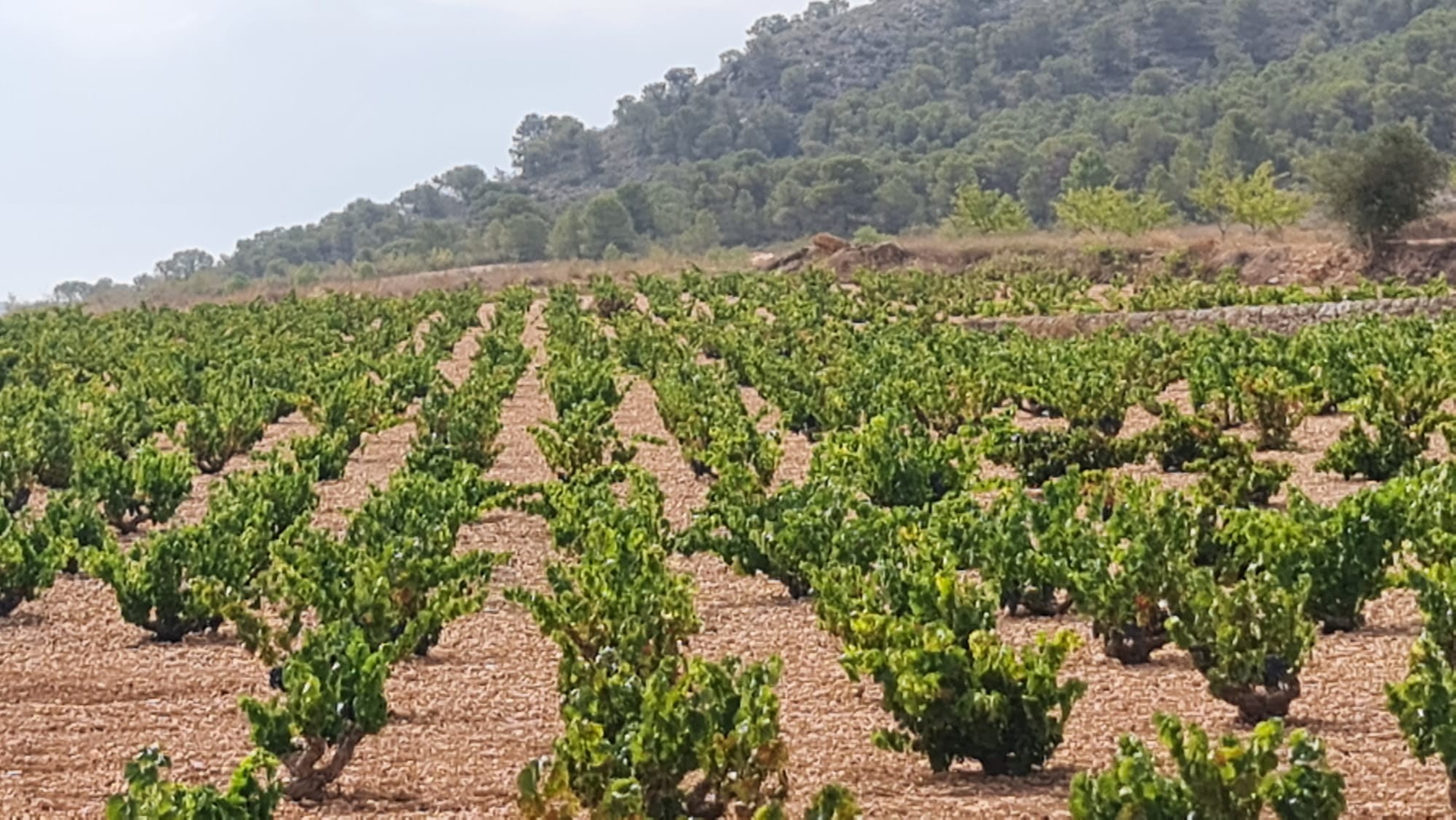 Monastrell winnica 2 ha w Abanilla – działka