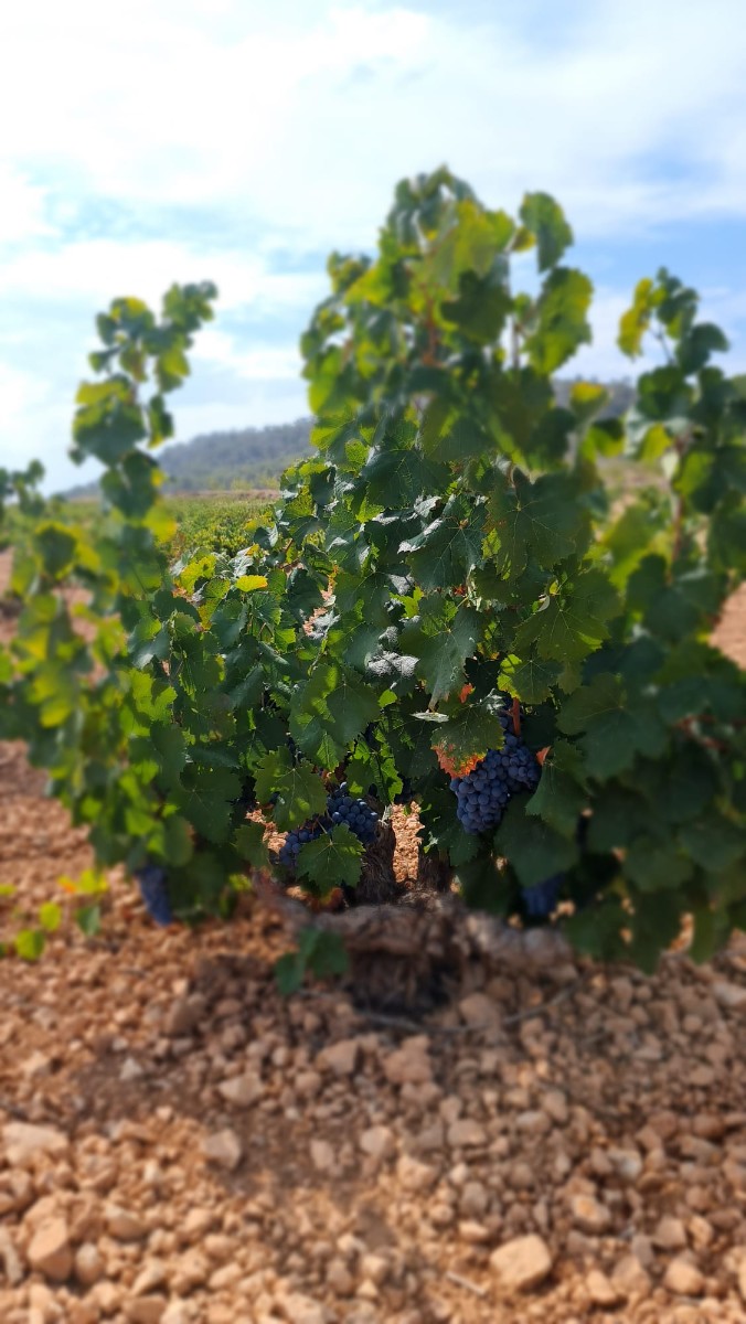 Monastrell winnica 2 ha w Abanilla – działka