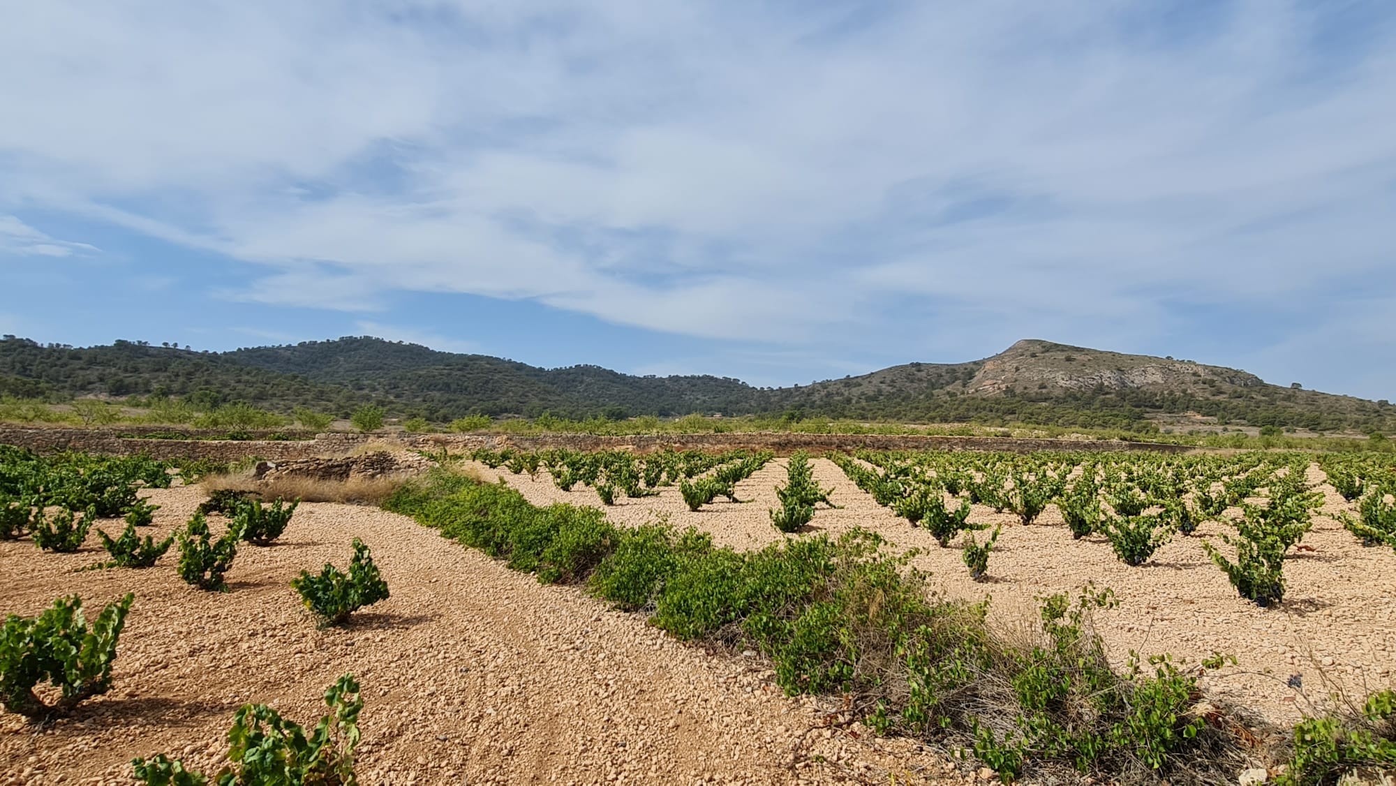 Terrace in land for sale in Abanilla