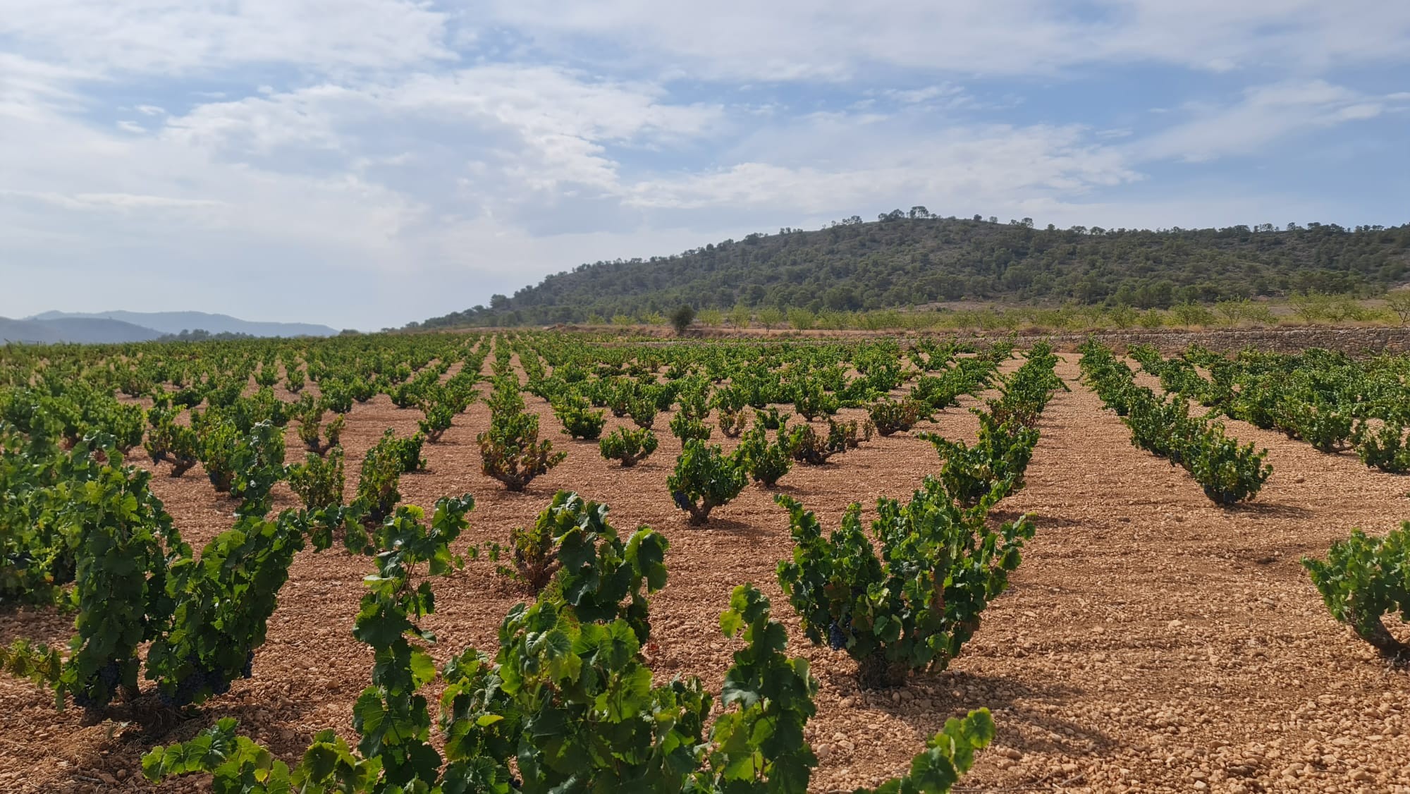 Garden in land for sale in Abanilla