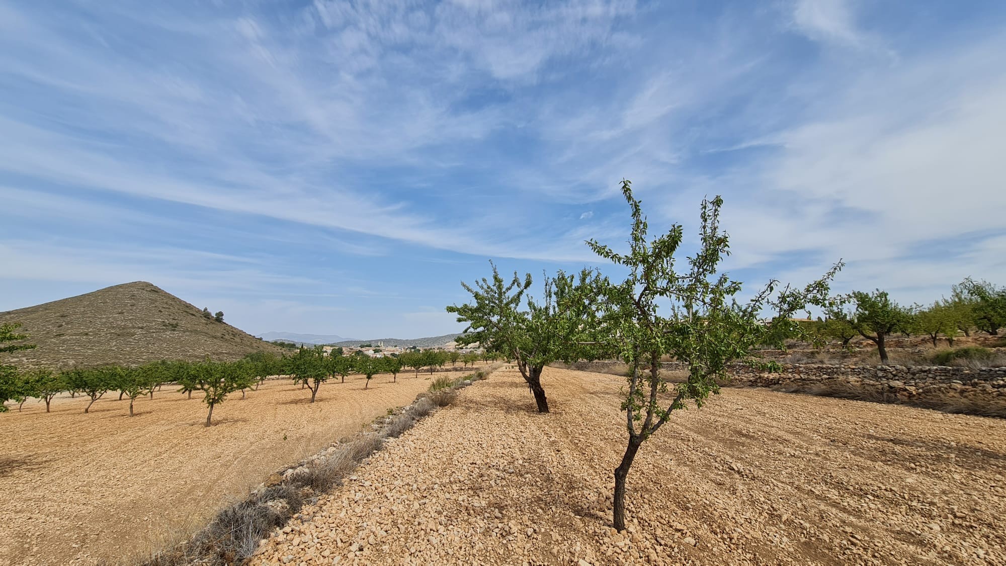 Garden in land for sale in Algueña