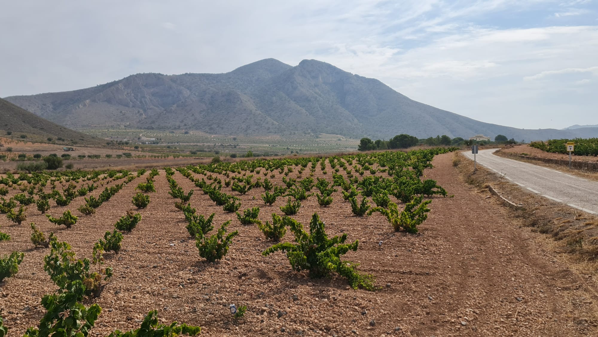 Exterior view in land for sale in Abanilla