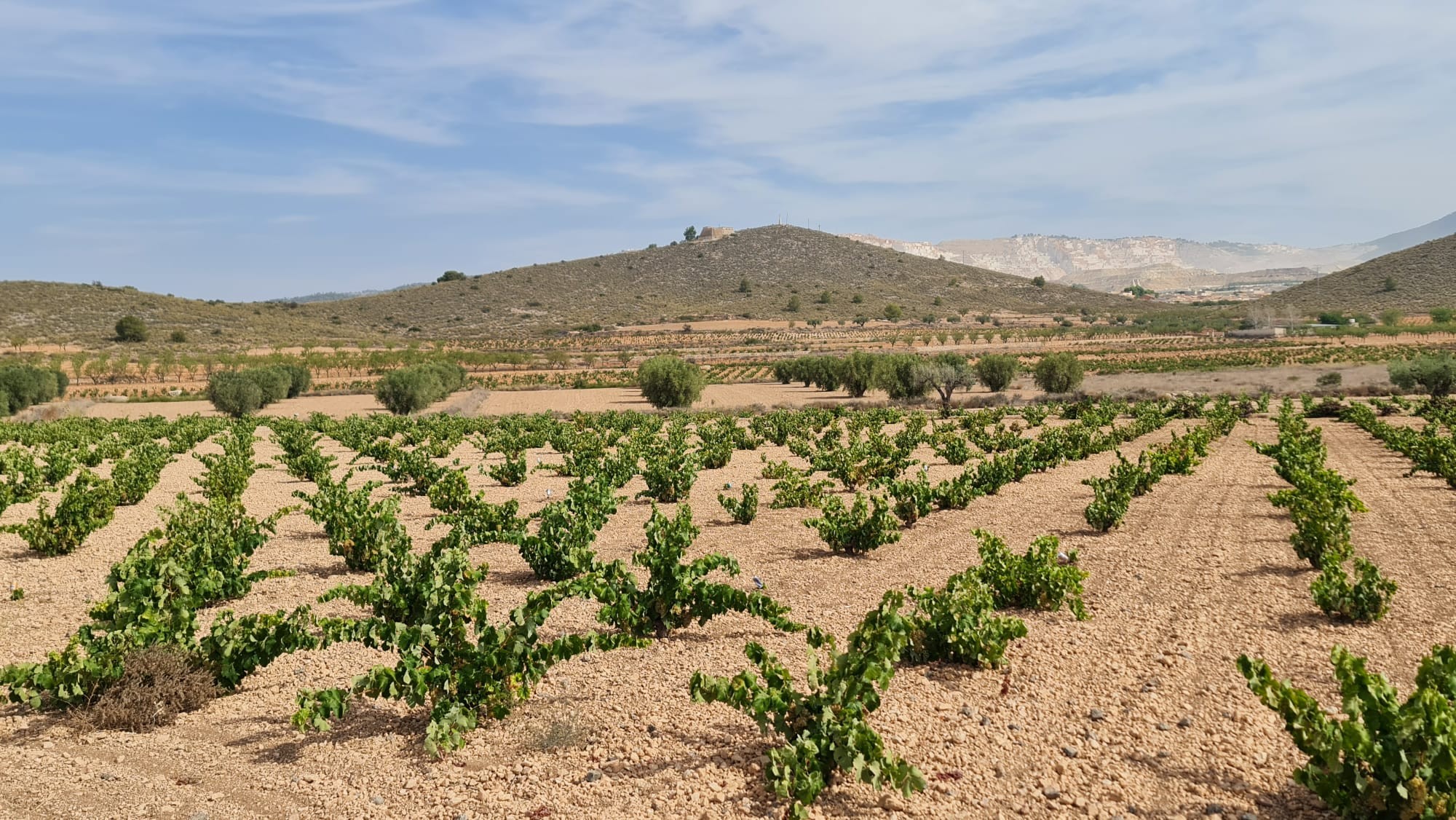 Terrace in land for sale in Abanilla