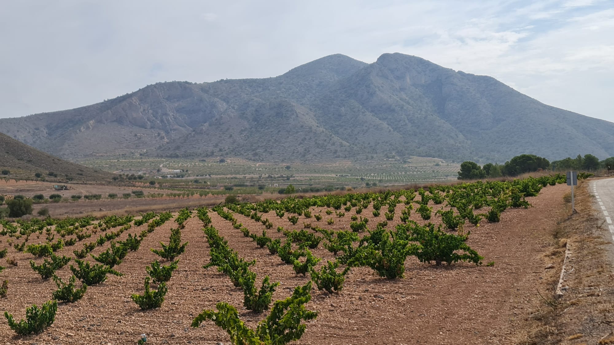 Garden in land for sale in Abanilla