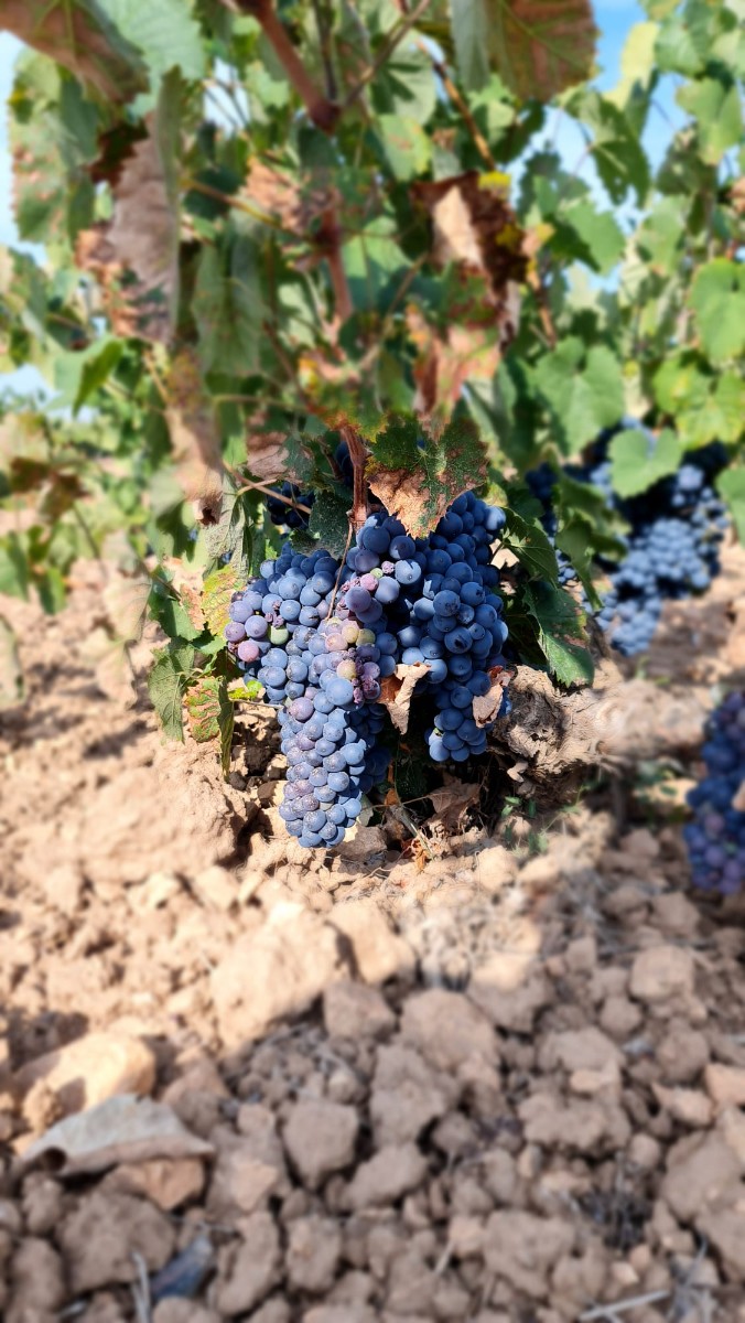 **Exceptional Mature Vineyard for Sale Near Pinoso**Discover a unique opportunity to own a fully pro
