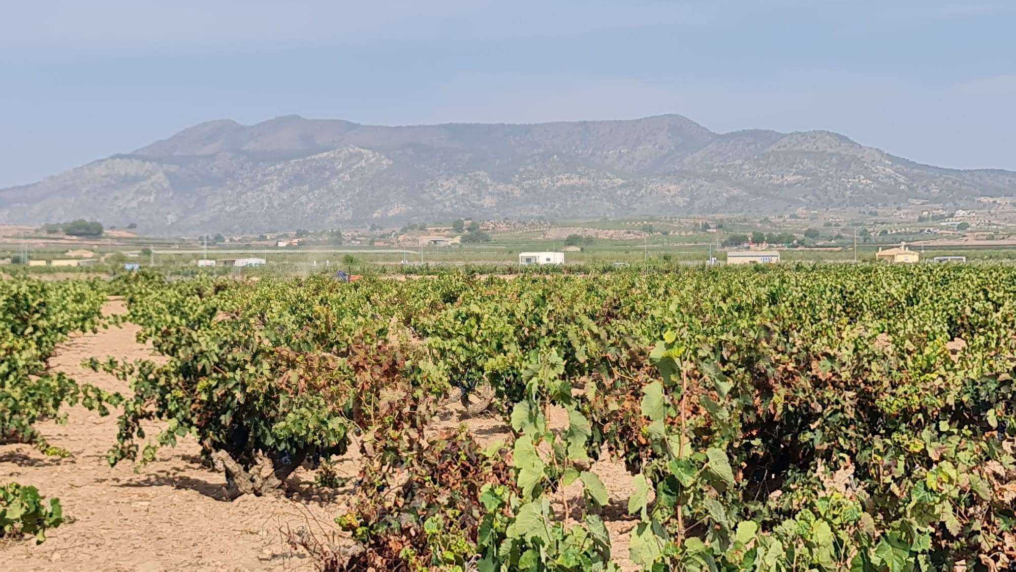 **Exceptional Mature Vineyard for Sale Near Pinoso**Discover a unique opportunity to own a fully pro