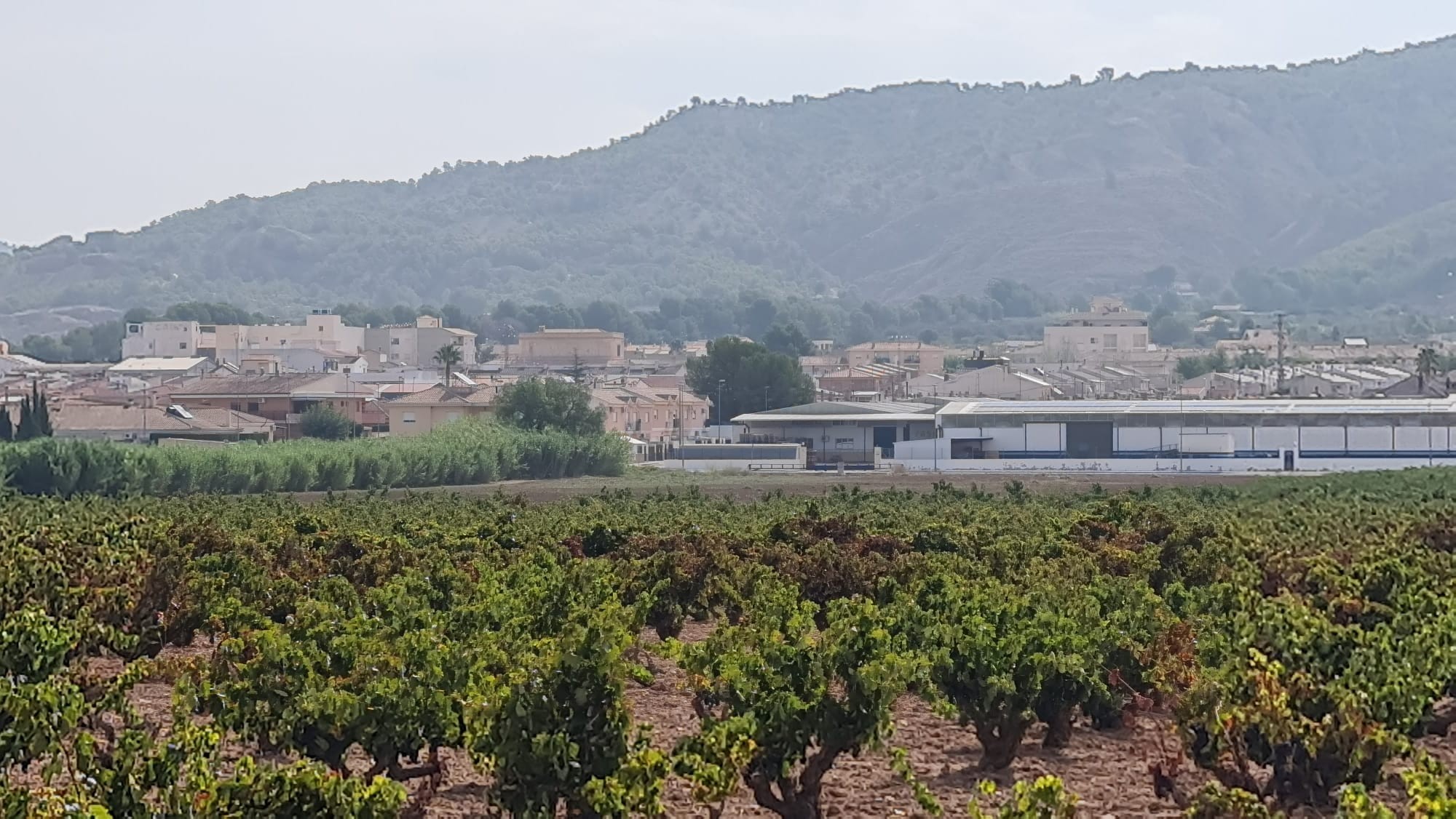 **Exceptional Mature Vineyard for Sale Near Pinoso**Discover a unique opportunity to own a fully pro