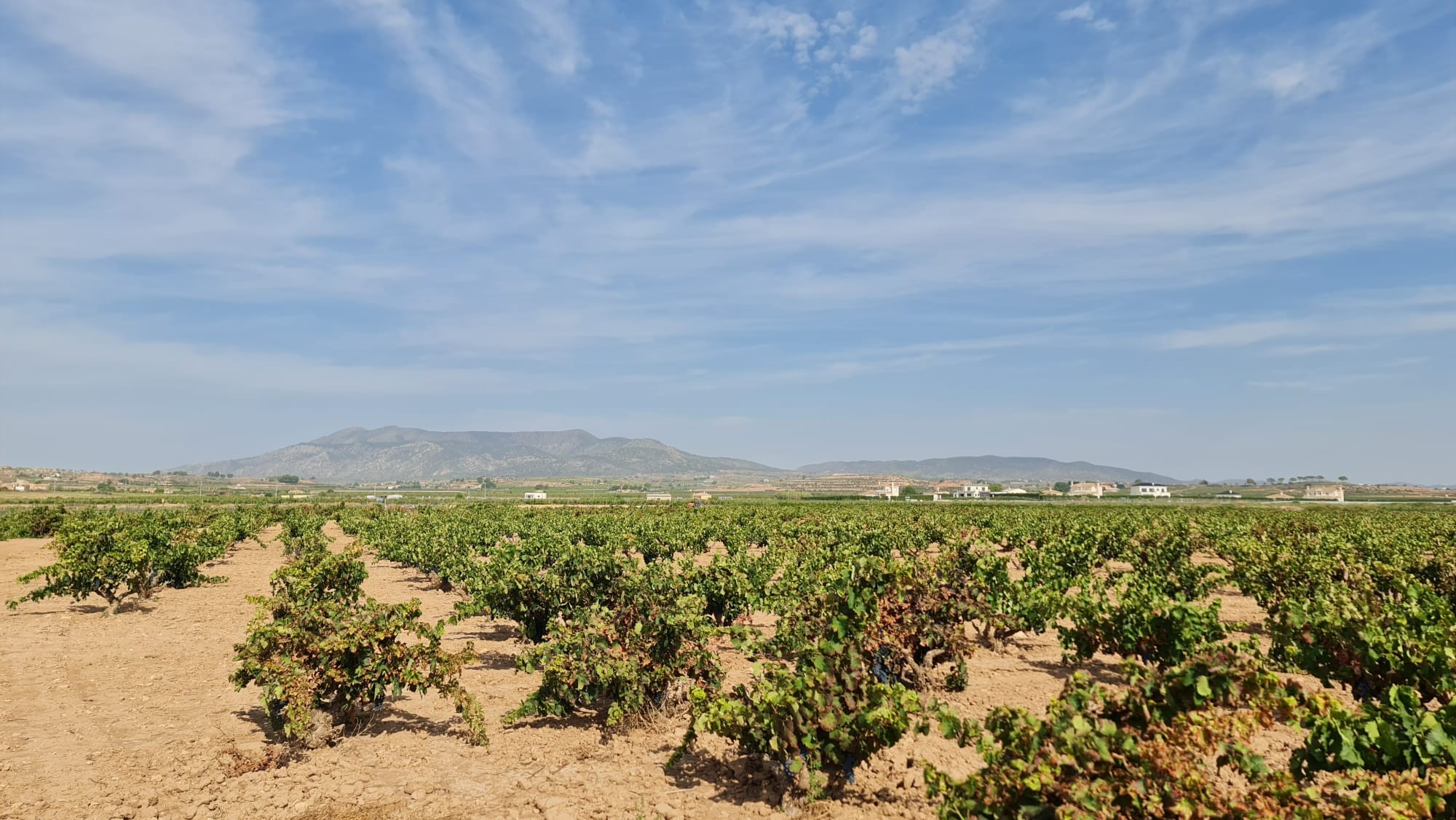 **Exceptional Mature Vineyard for Sale Near Pinoso**Discover a unique opportunity to own a fully pro