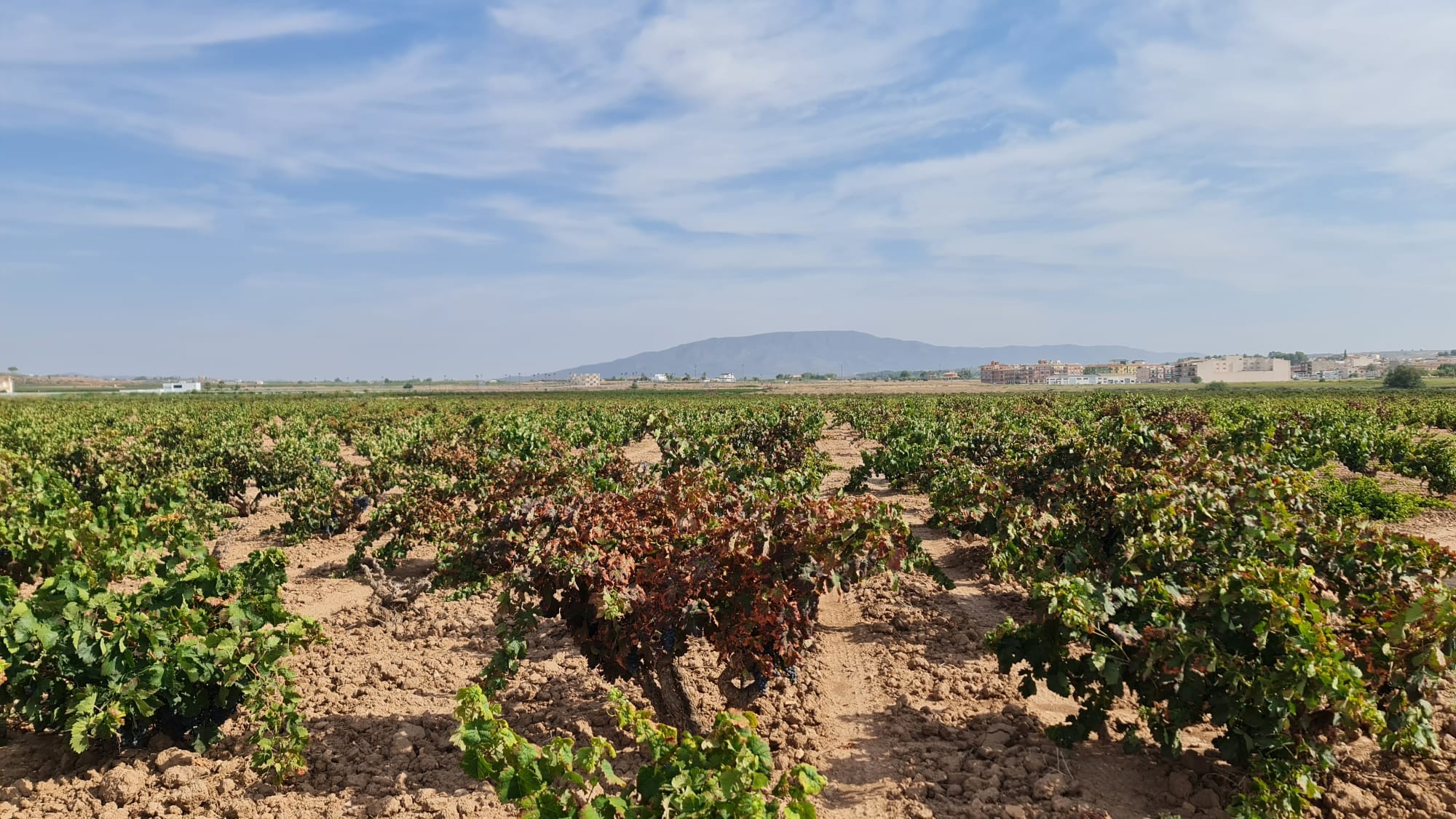 Garden in land for sale in Pinoso