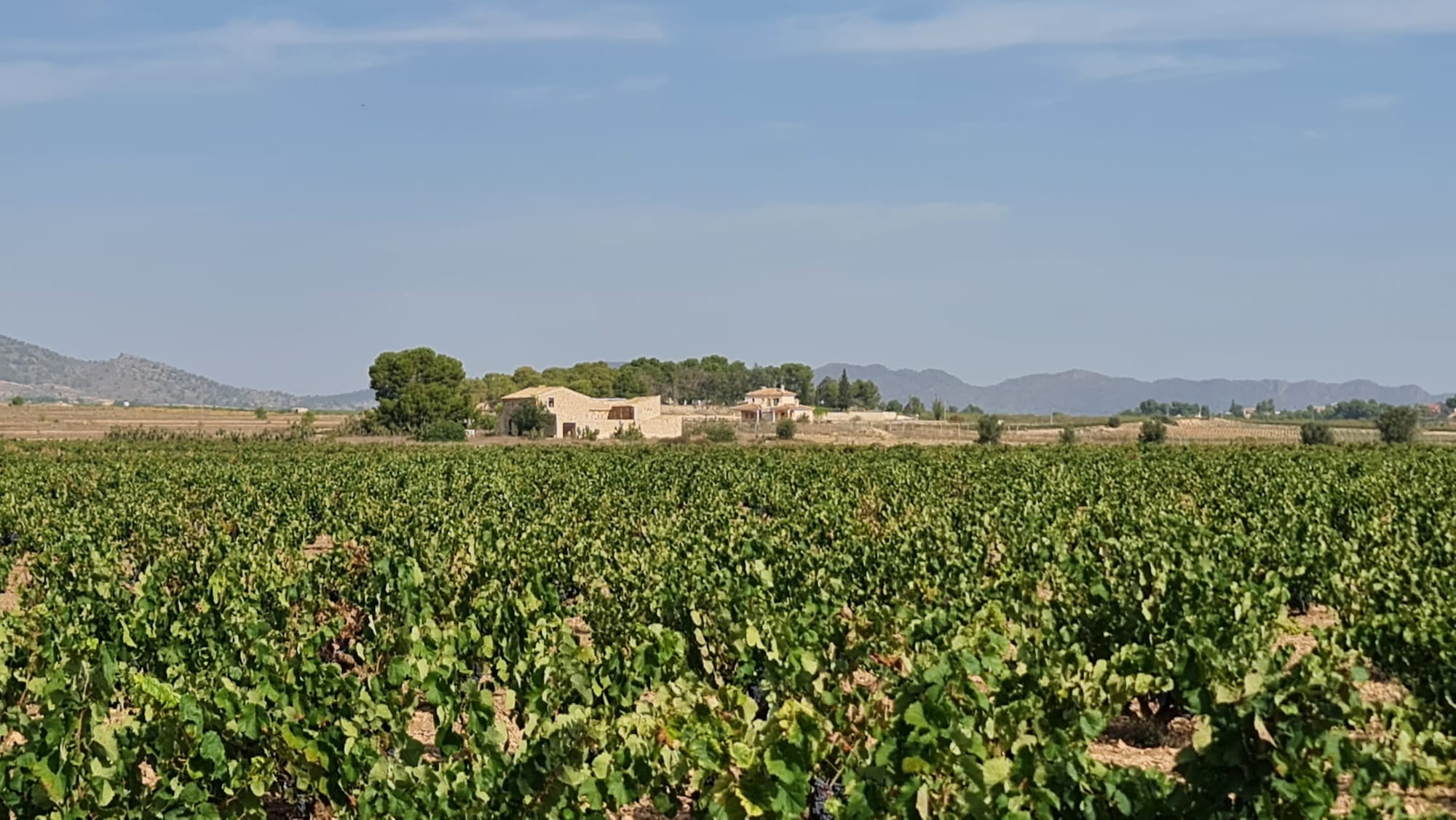 Terrace in land for sale in Pinoso