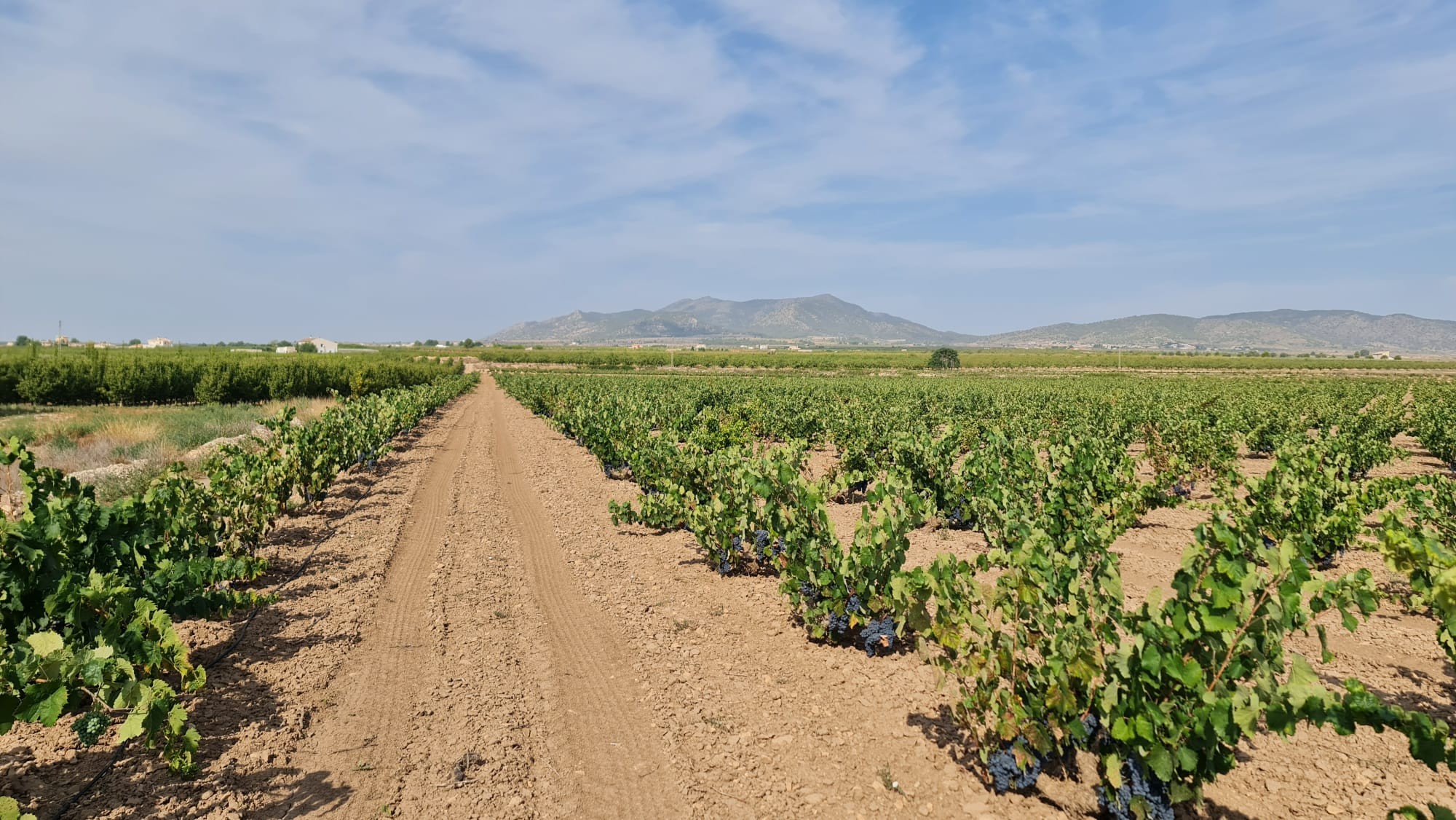 Garden in land for sale in Pinoso