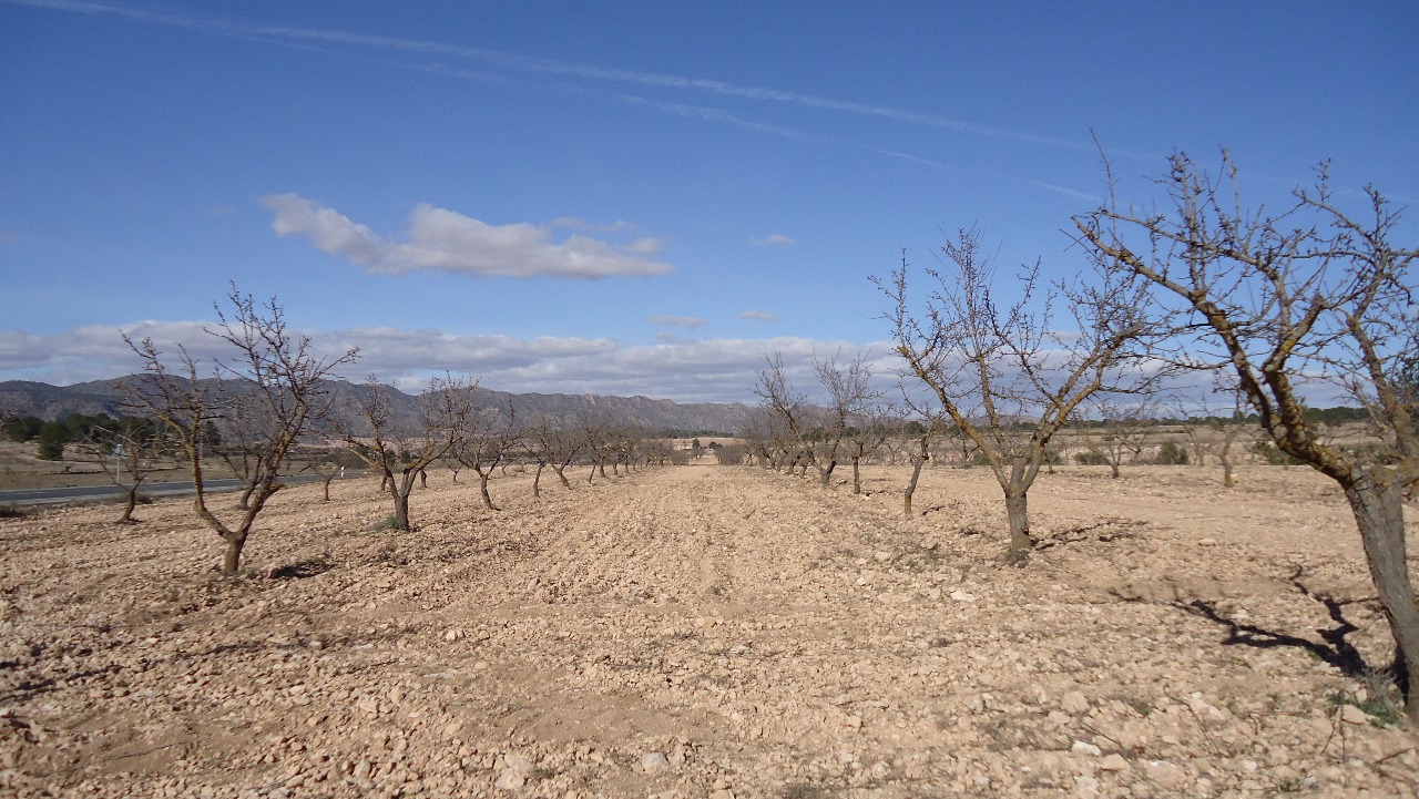 Garden in land for sale in Yecla