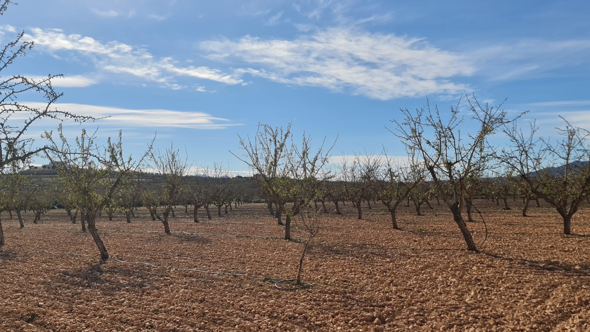 Terrace in land for sale in Pinoso