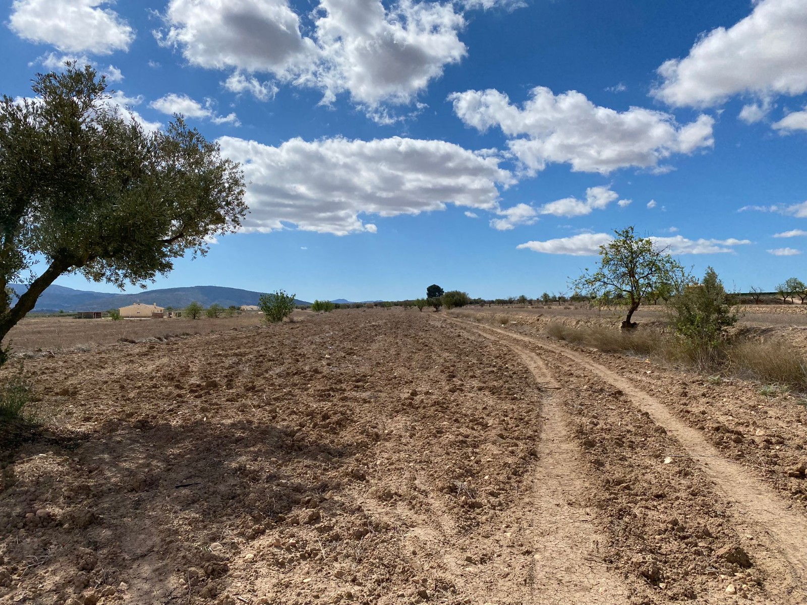 Pool area in land for sale in Pinoso