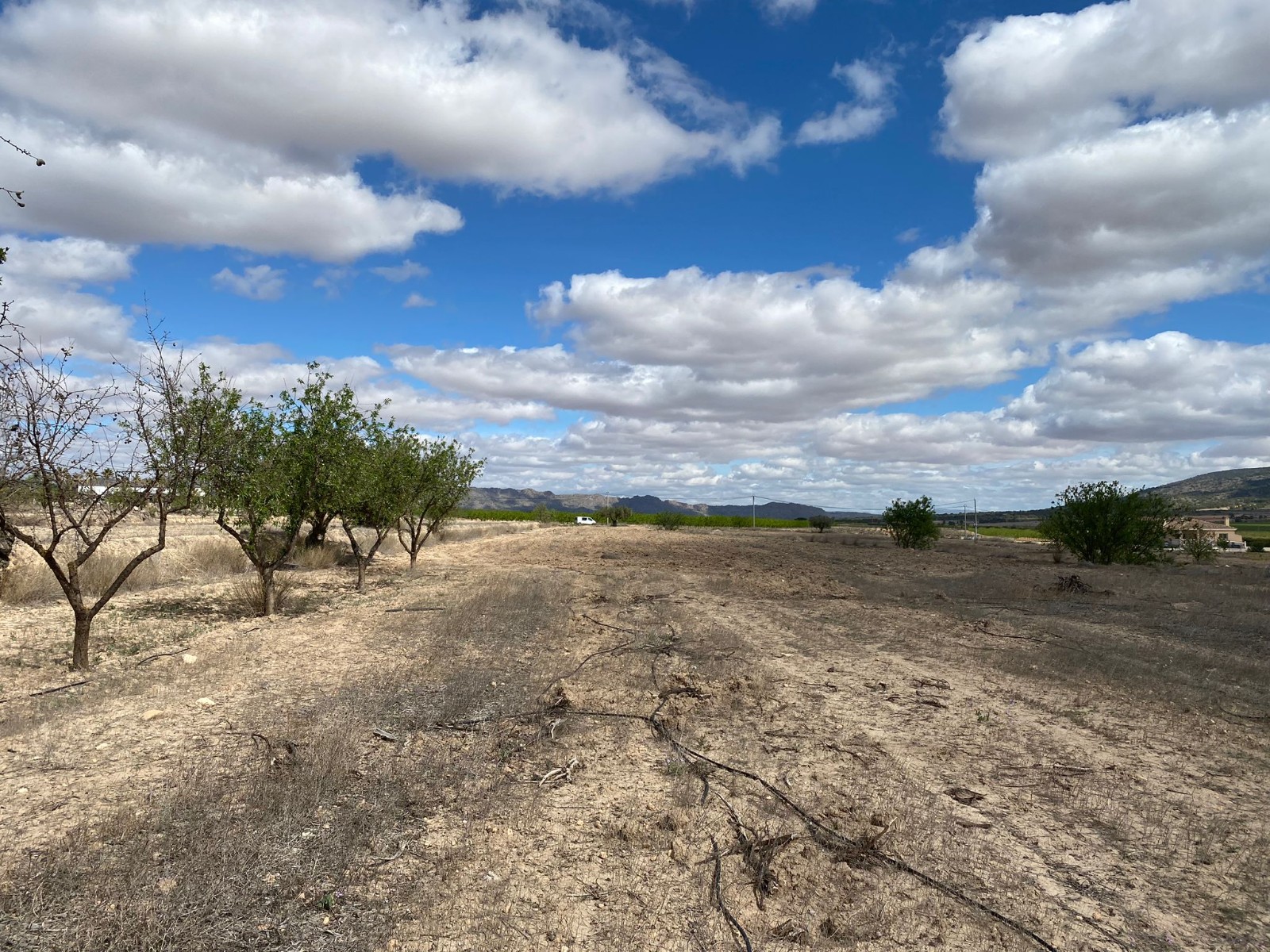 Garden in land for sale in Pinoso