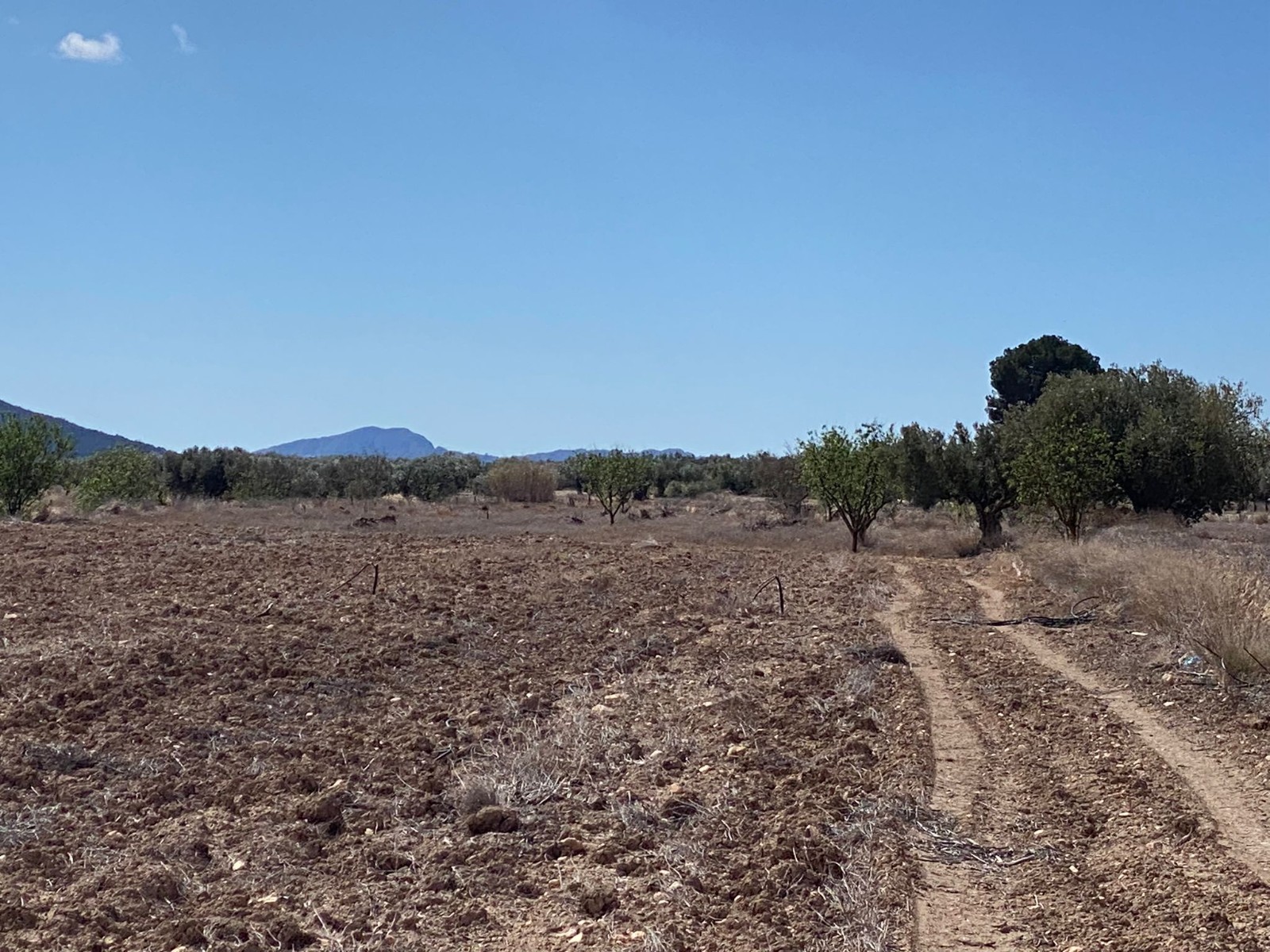 Dining area in land for sale in Pinoso