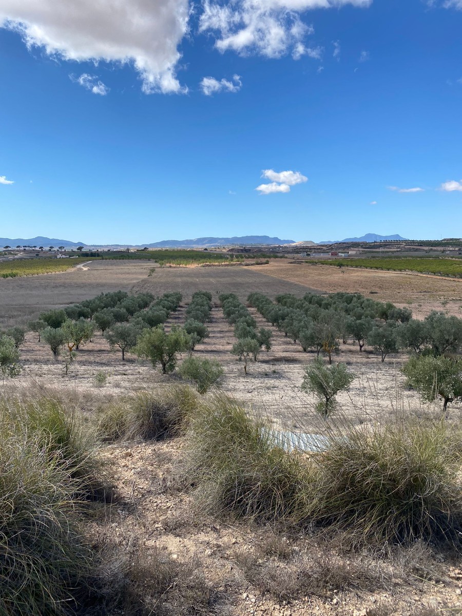 Terrace in land for sale in Pinoso