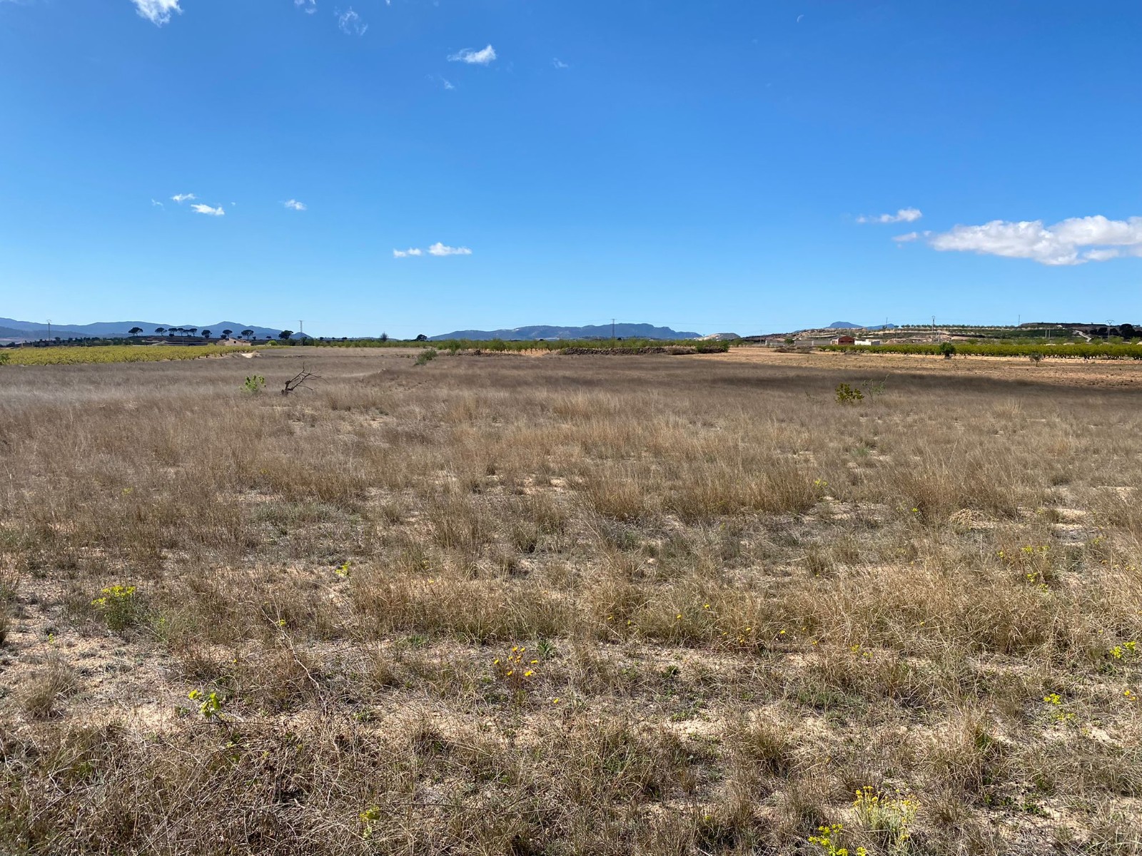 Garden in land for sale in Pinoso