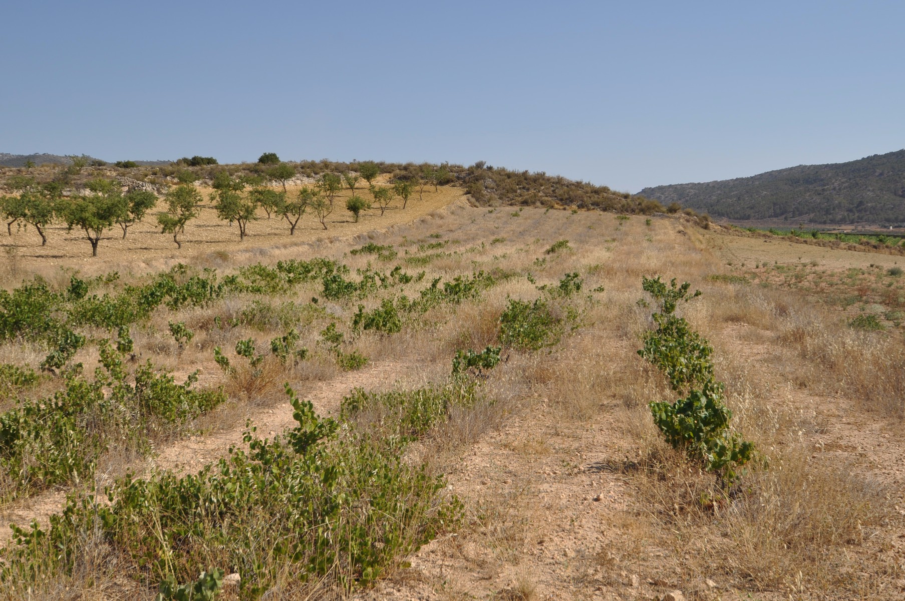 Terrace in land for sale in Pinoso