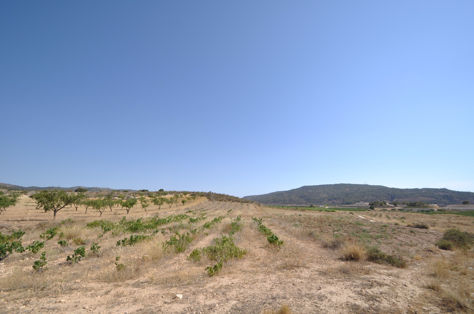 Pool area in land for sale in Pinoso
