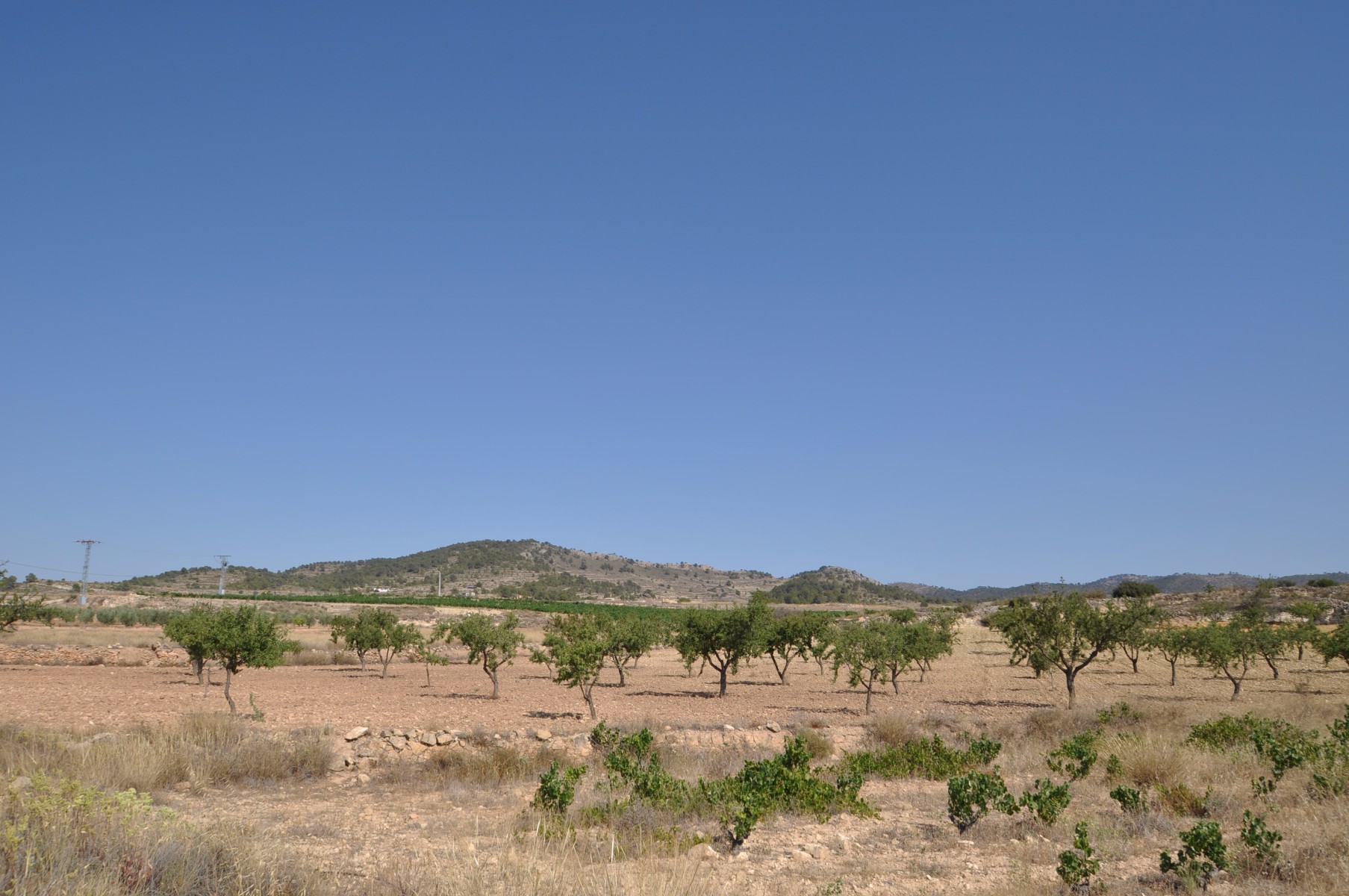 Garden in land for sale in Pinoso