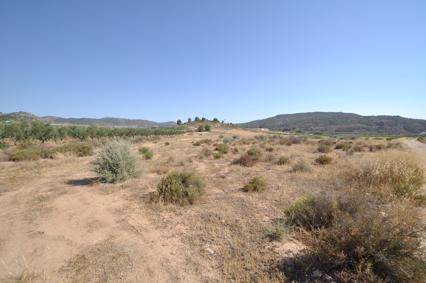 Pool area in land for sale in Pinoso