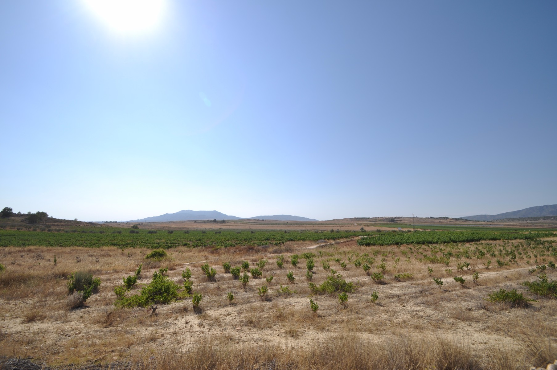 Terrace in land for sale in Pinoso