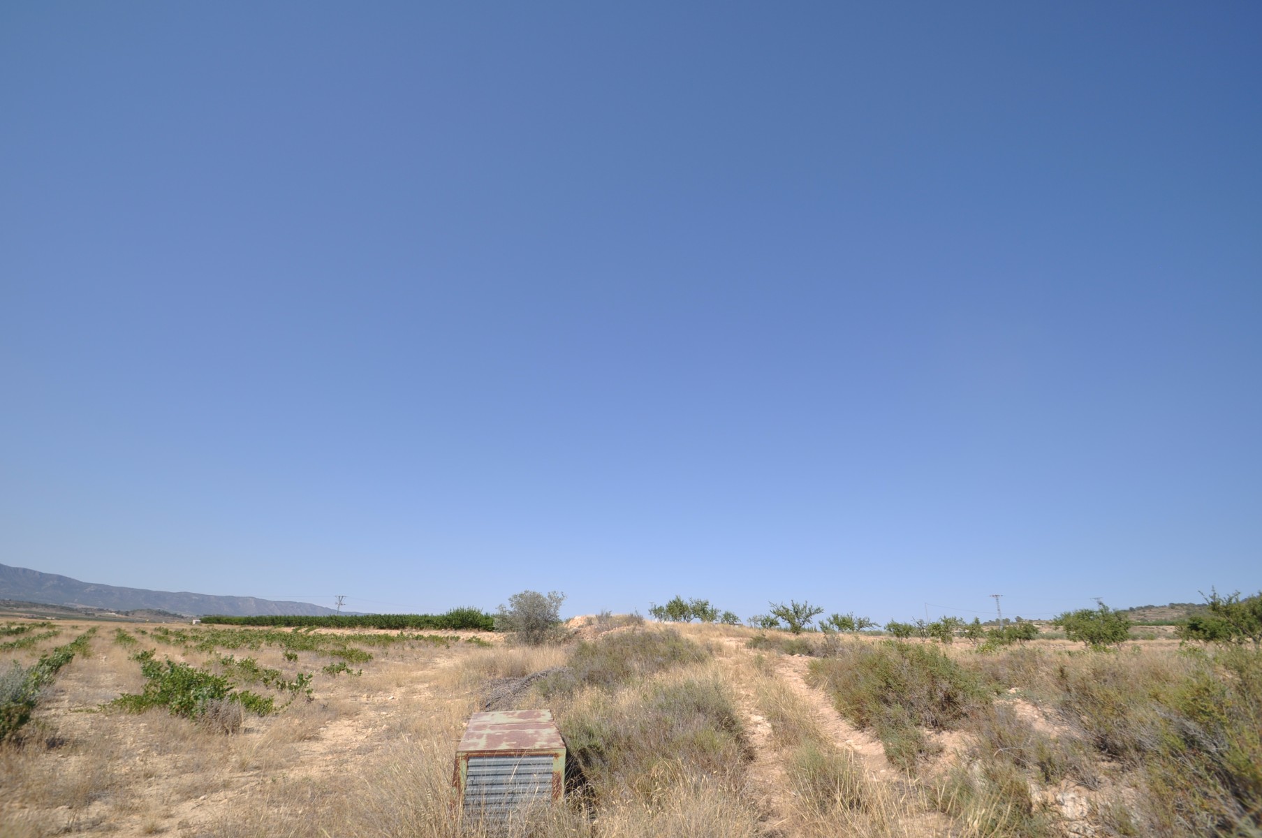 Garden in land for sale in Pinoso