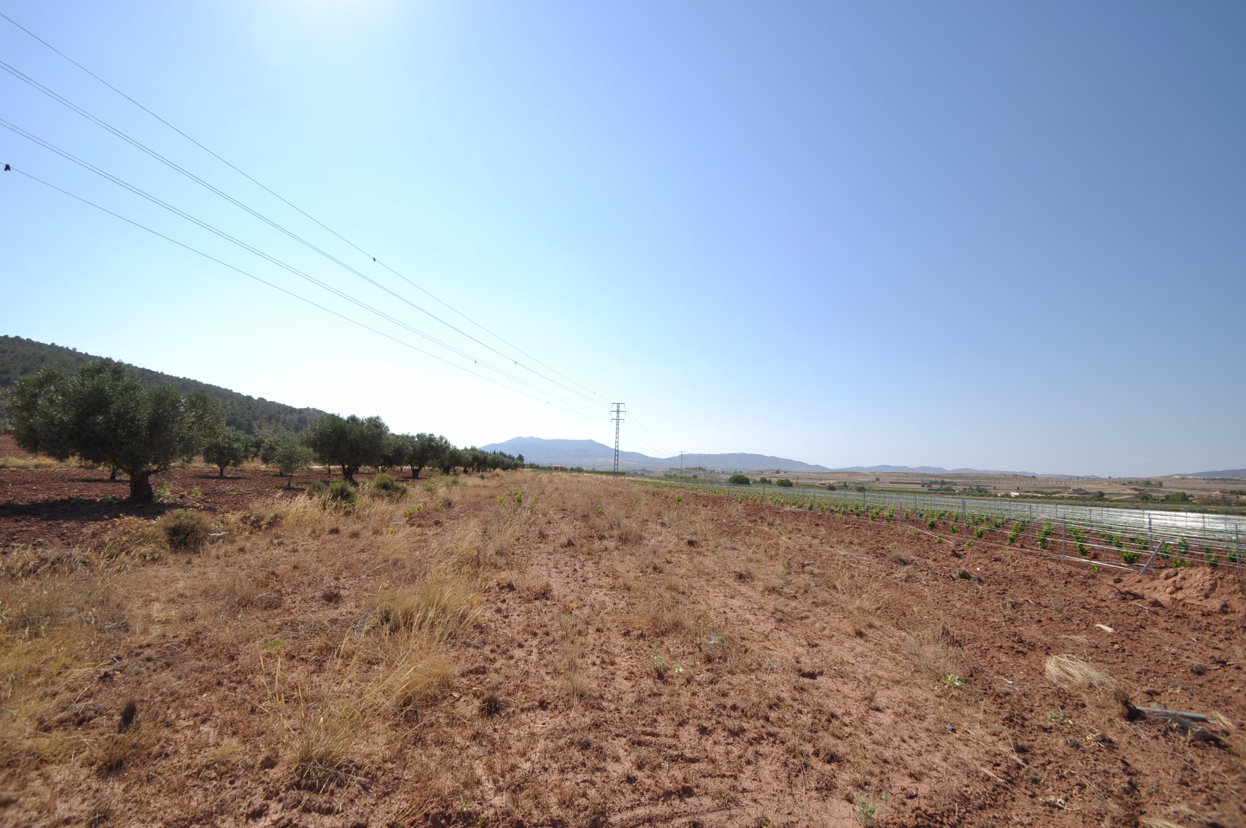 Garden in land for sale in Pinoso