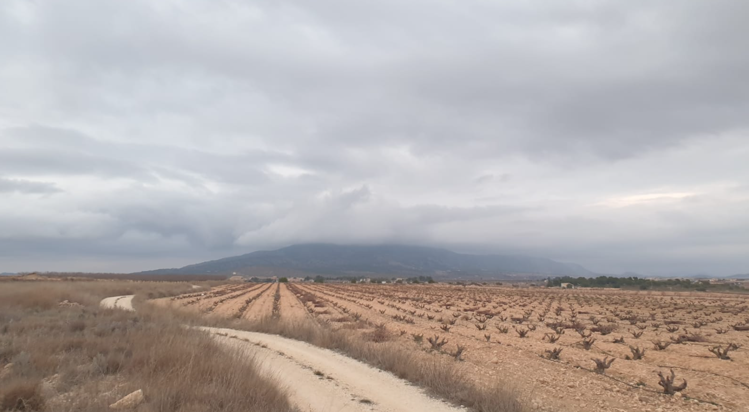 Bedrooms: 0, Bathrooms: 0, Land in Pinoso, Alicante, Spain